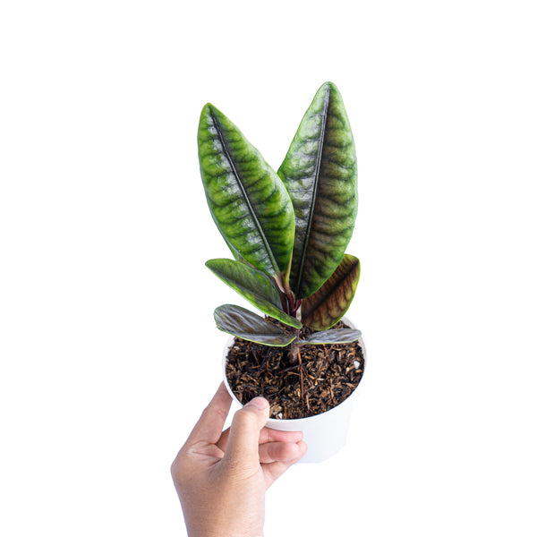Labisia Sp crocodile – Aroid Market