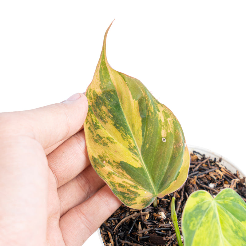 Philodendron micans variegated - Aroidmarket