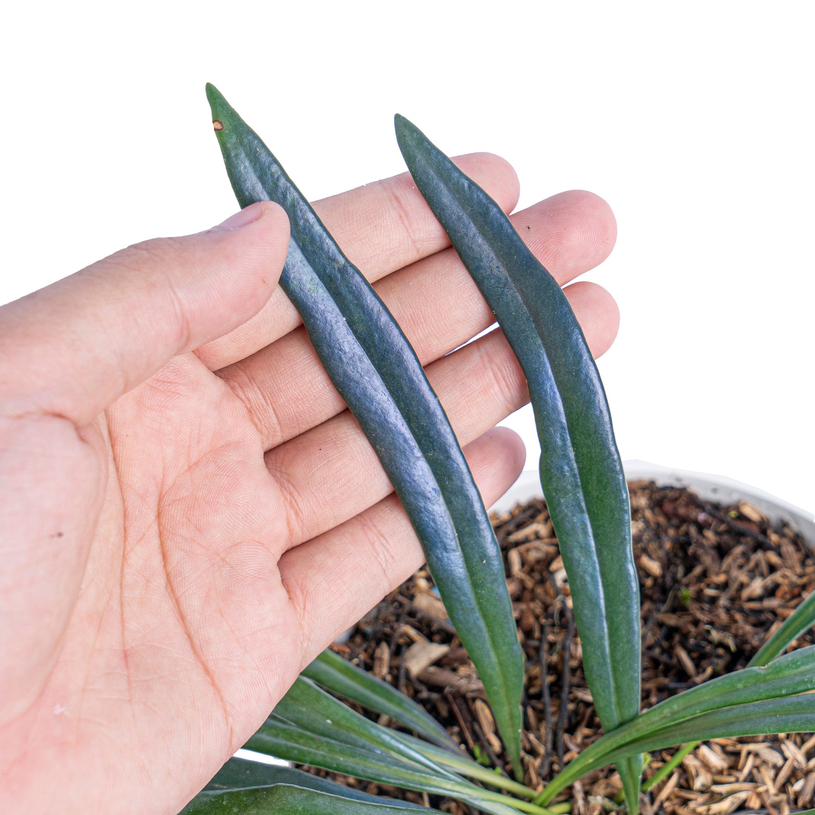 Microsorum thailandicum – Aroid Market