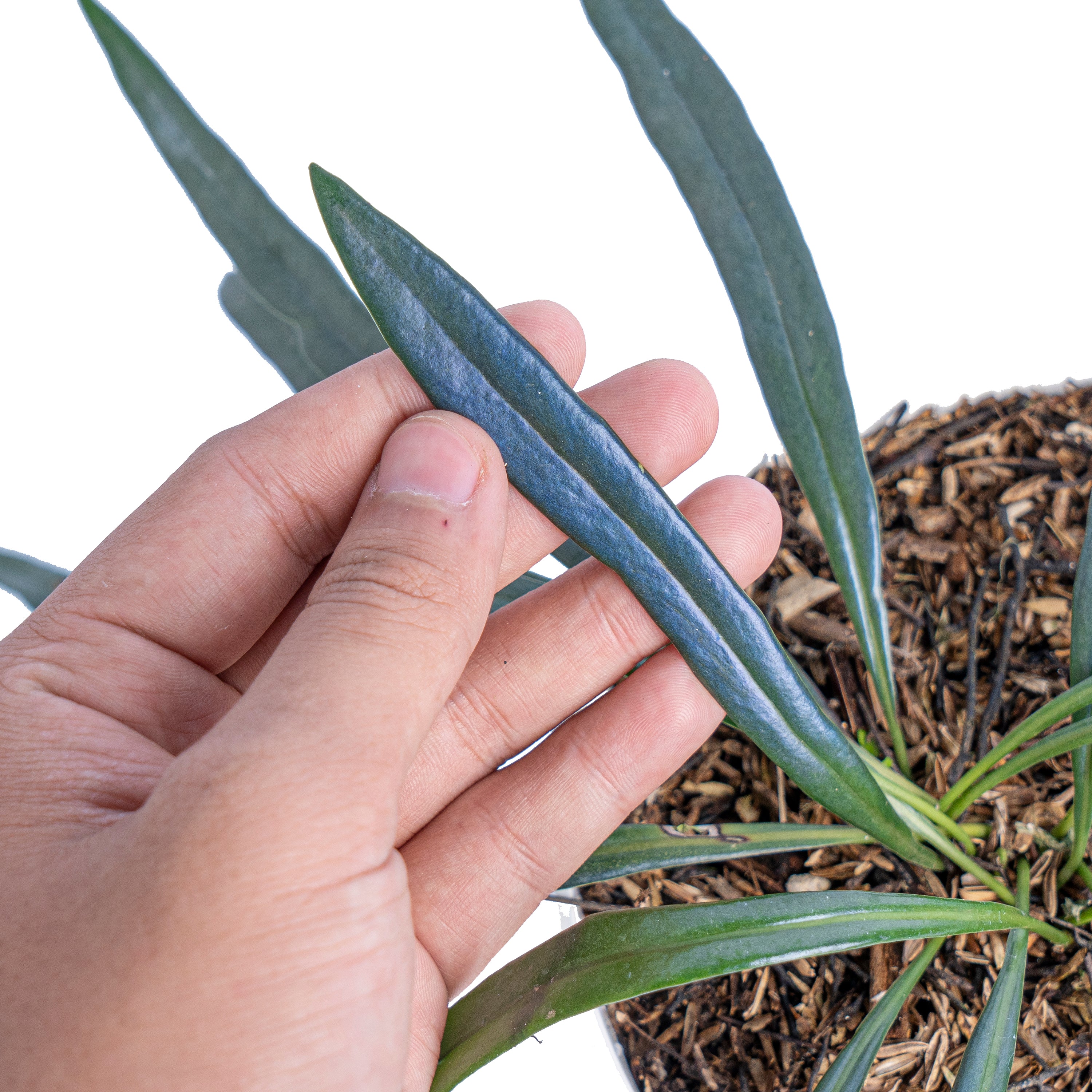 17 Microsorum sp.variegated 斑入りミクロソリュウム Microsorum Variegated - Rare - Jiffy Plants