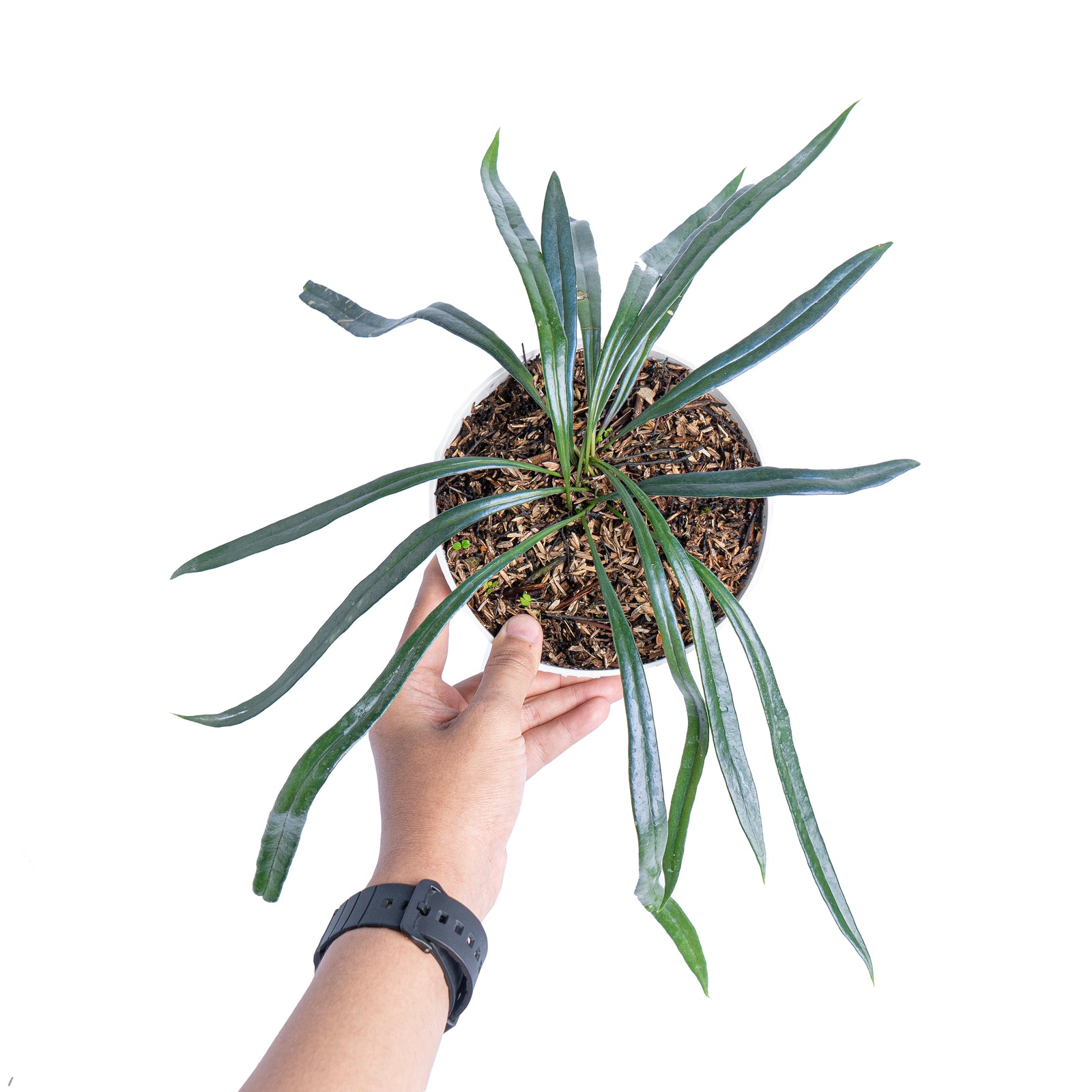 Microsorum thailandicum – Aroid Market