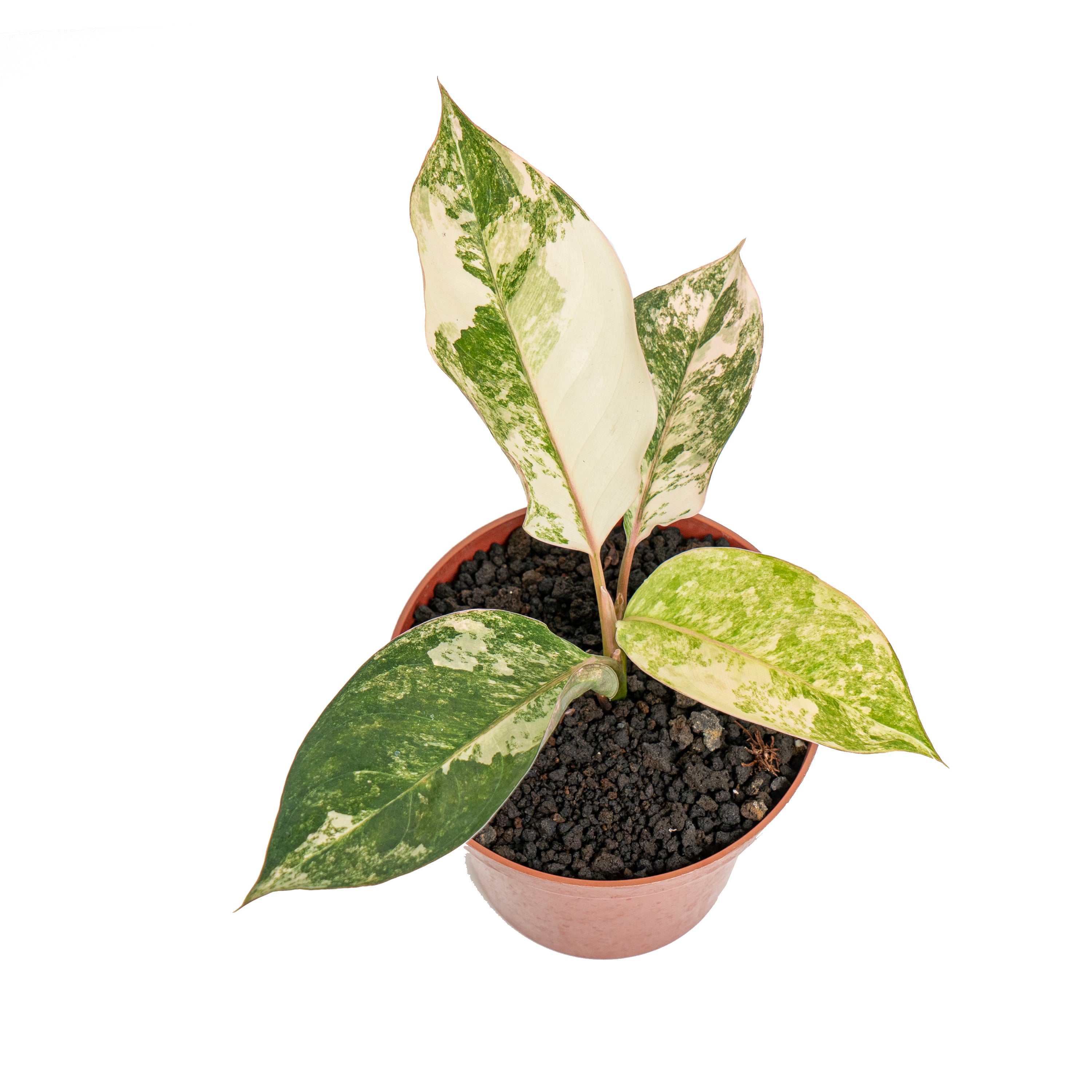 Aglaonema siam jade variegated