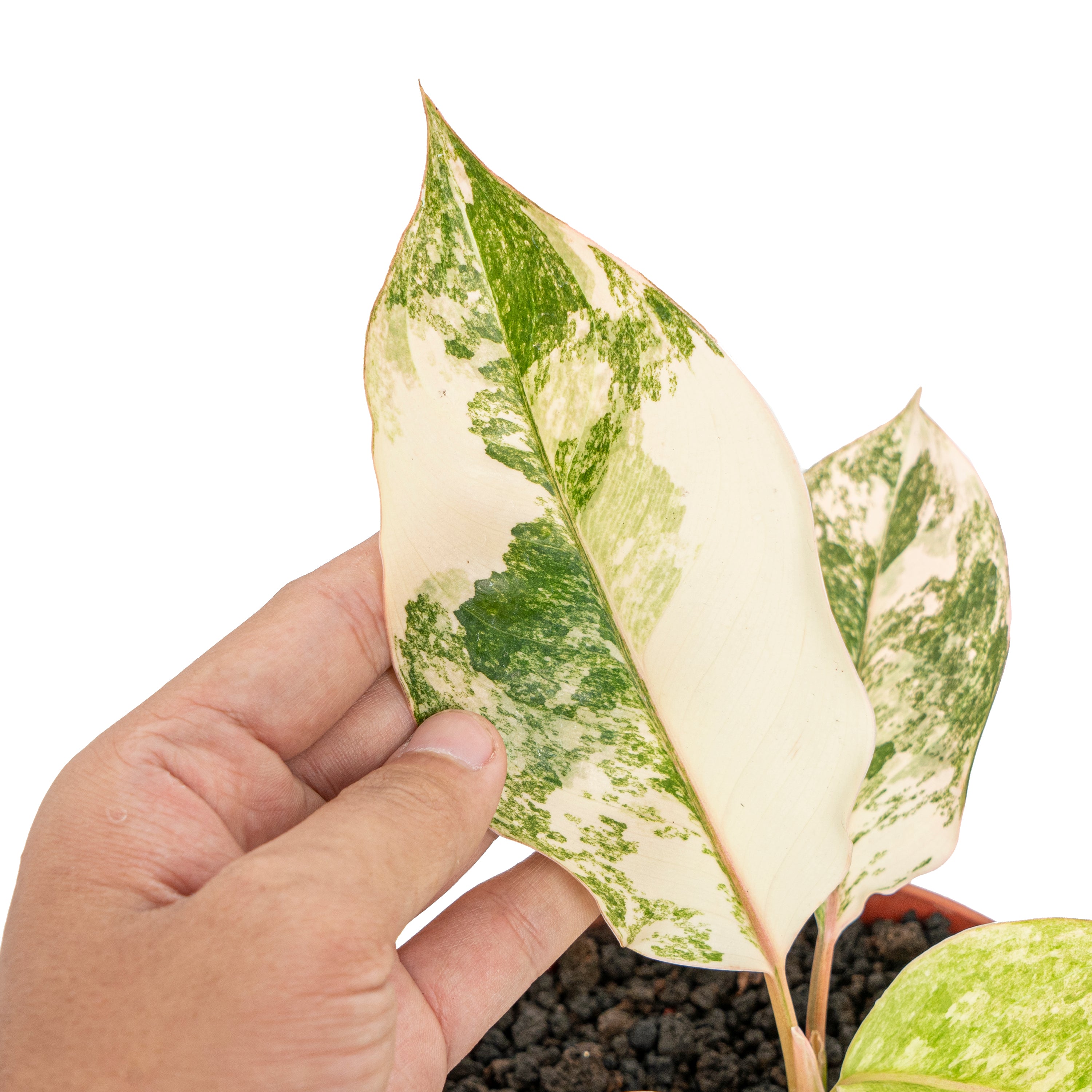 Aglaonema siam jade variegated