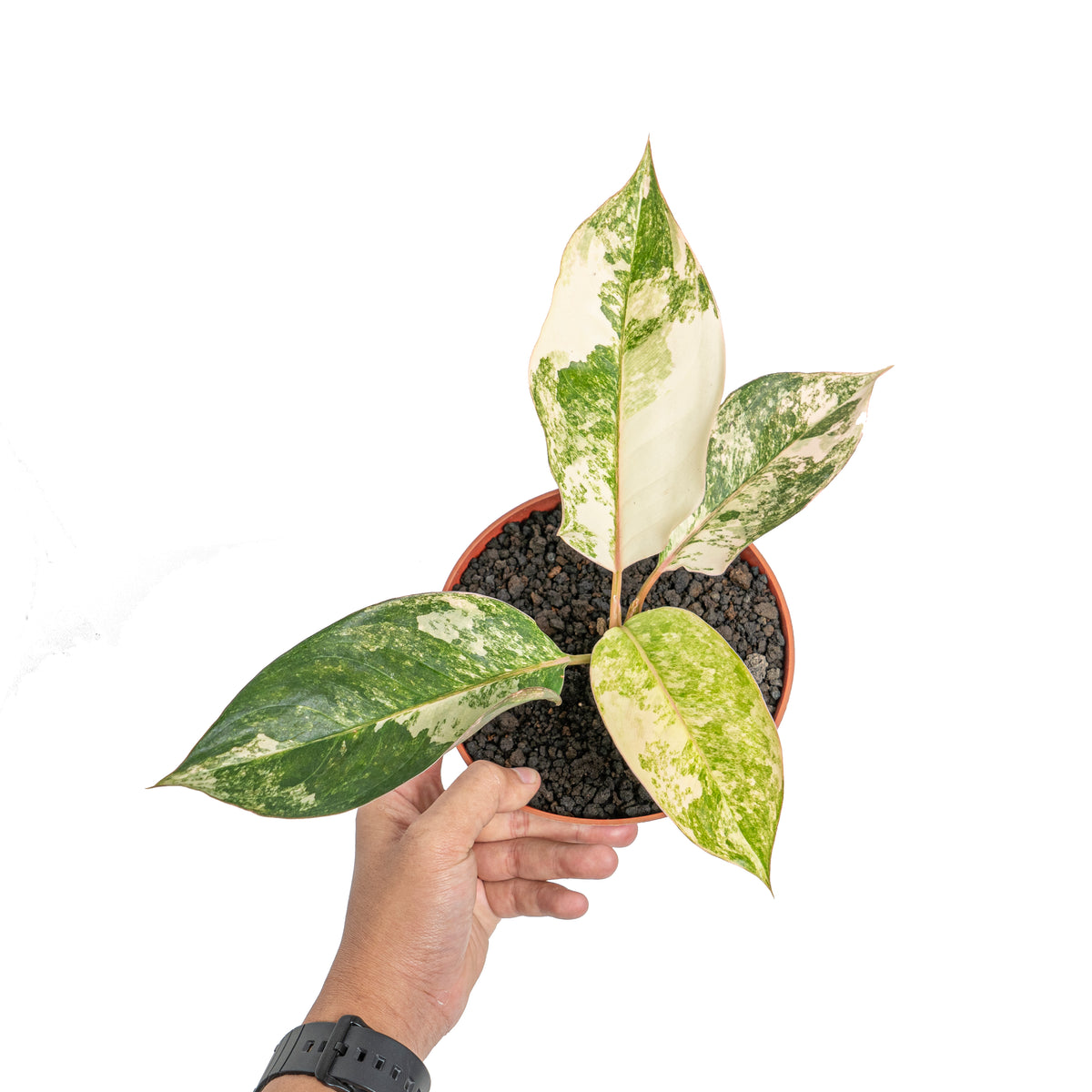 aglaonema jade care Aglaonema sp. 'Siam Jade' Variegated (wk3-J)