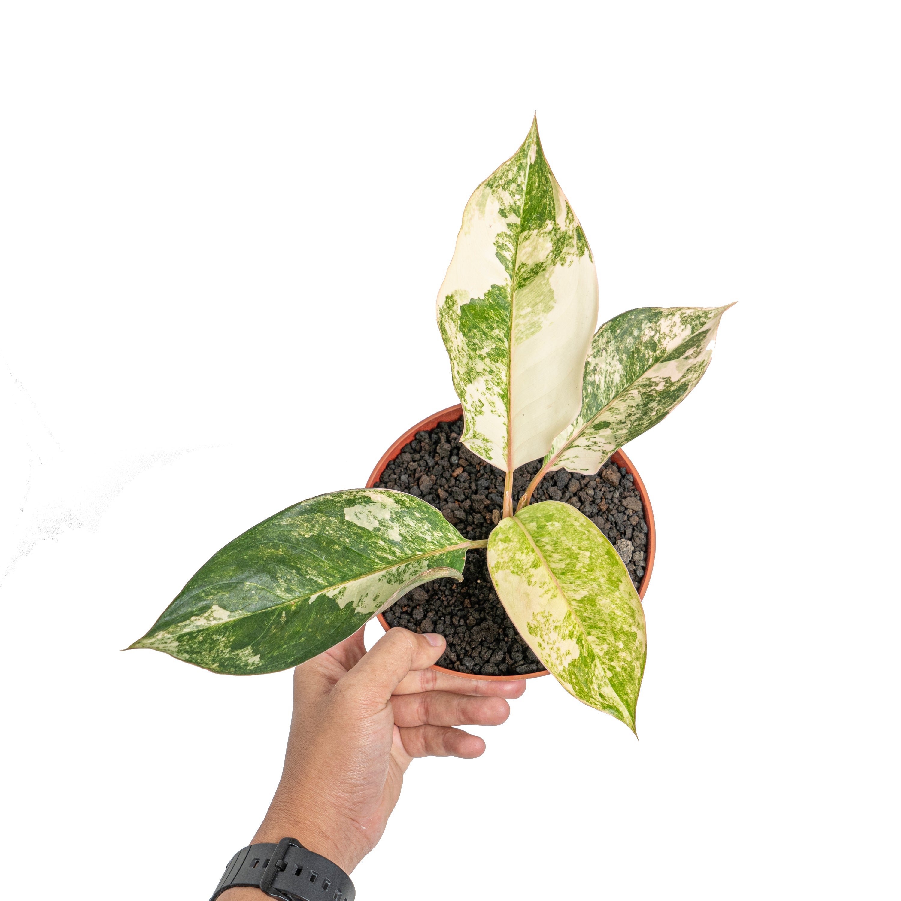 Aglaonema siam jade variegated