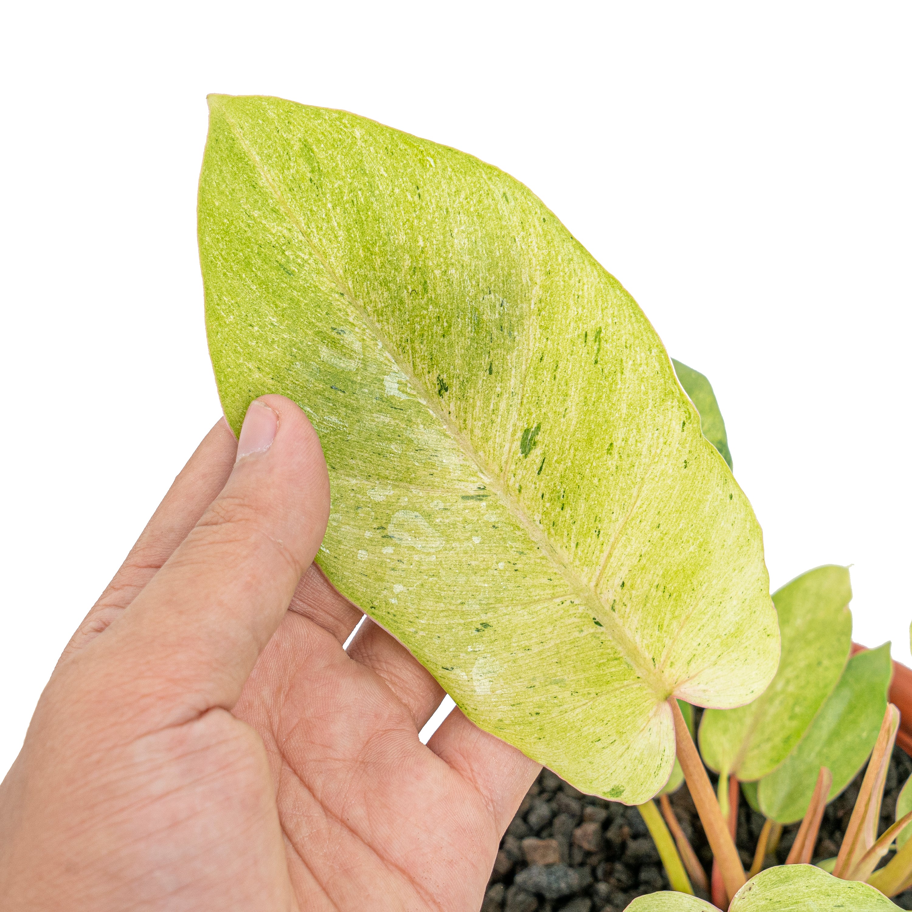 Philodendron snowdrift variegated