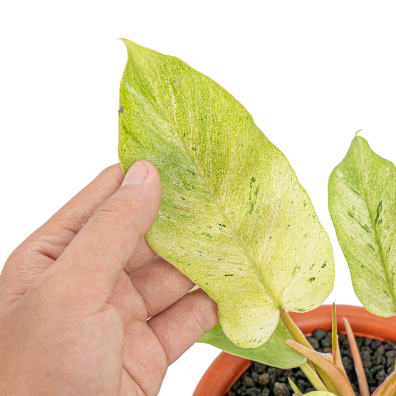 Philodendron snowdrift variegated