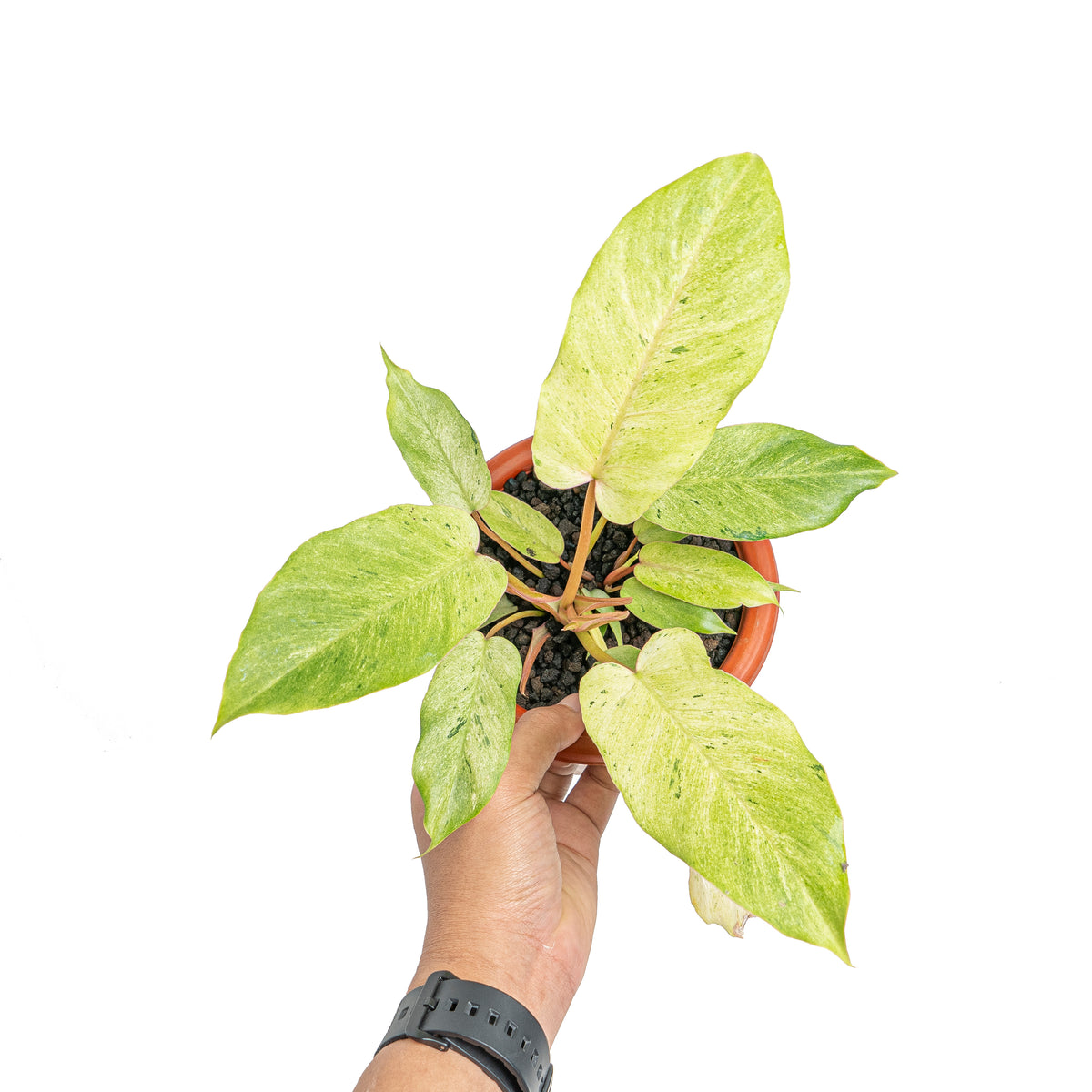 philodendron snowdrift rare Philodendron 'Snowdrift' 6"