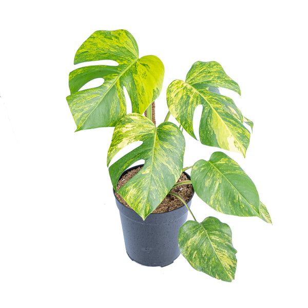 Epipremnum Aurea Variegated for sale at Plant Petite. — Plant Petite