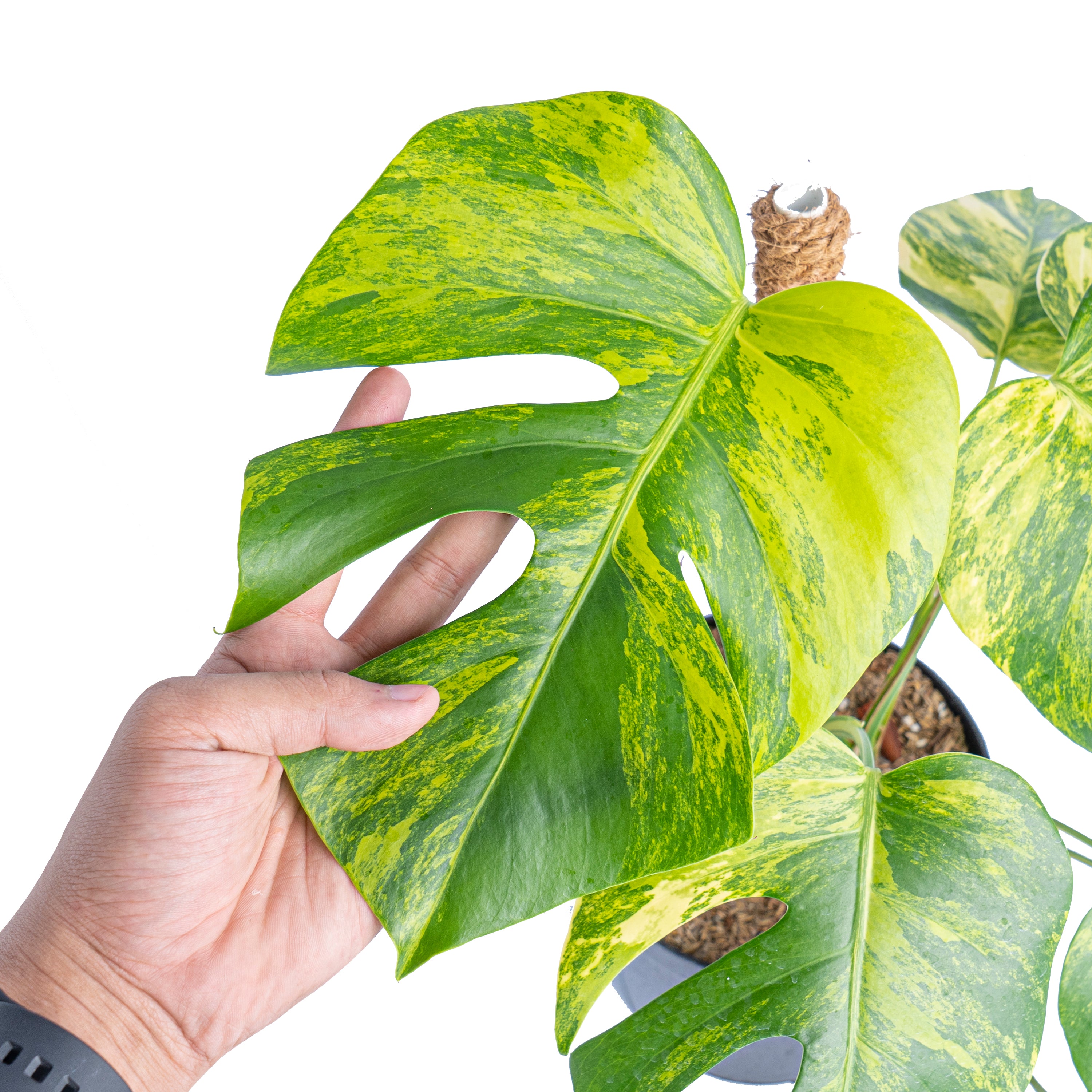 Monstera Aurea Variegated "Marmorata" 
