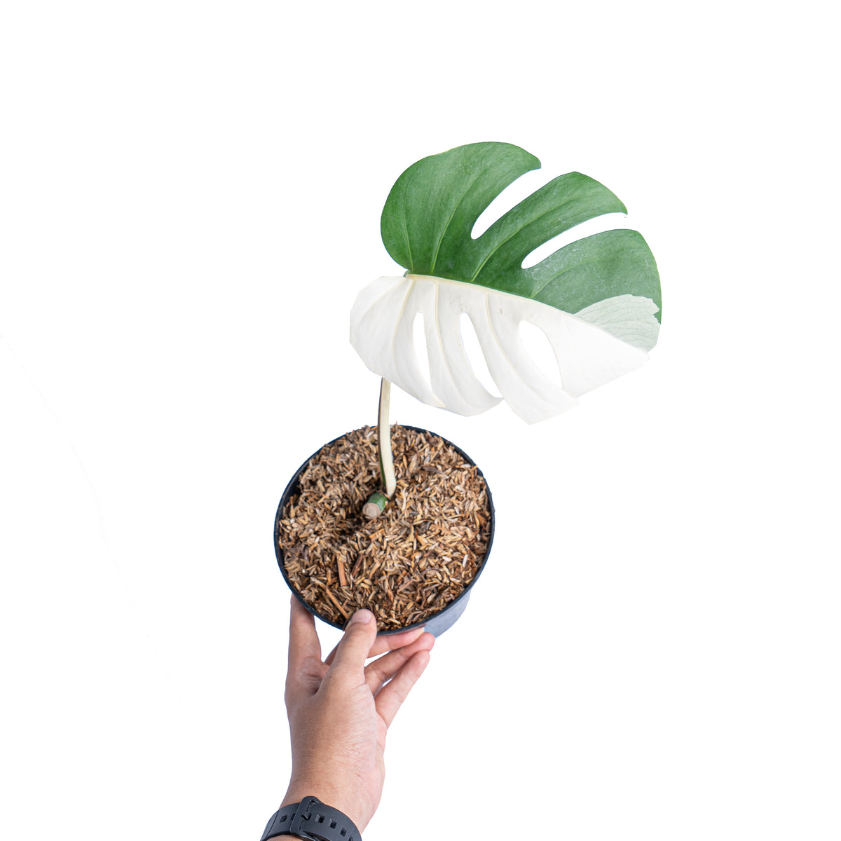 monstera deliciosa albo half moon Monstera albo halfmoon cutting