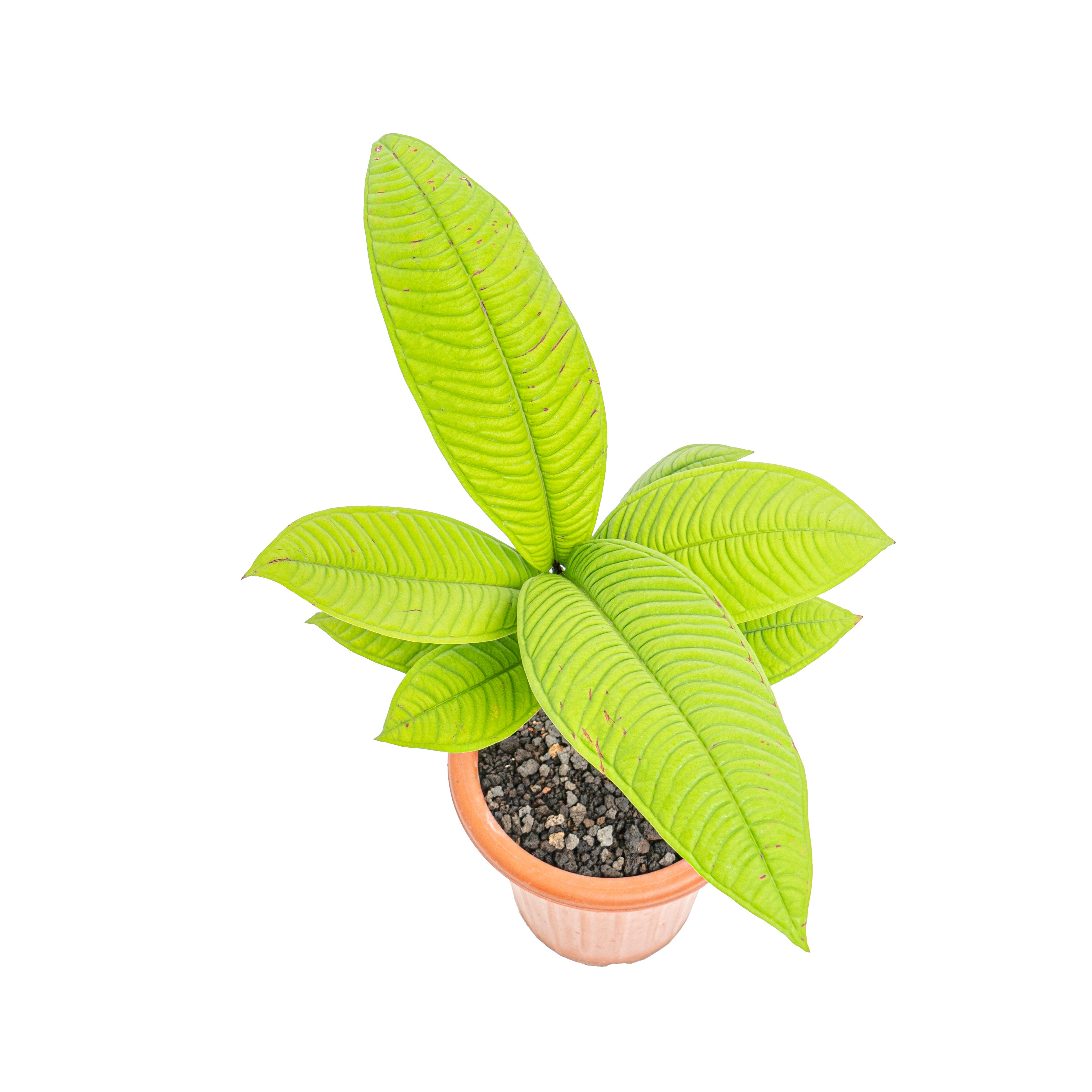 Syzygium jiewhoei｜シジギウム ジエホエイ Syzygium jiewhoei Sp Papua