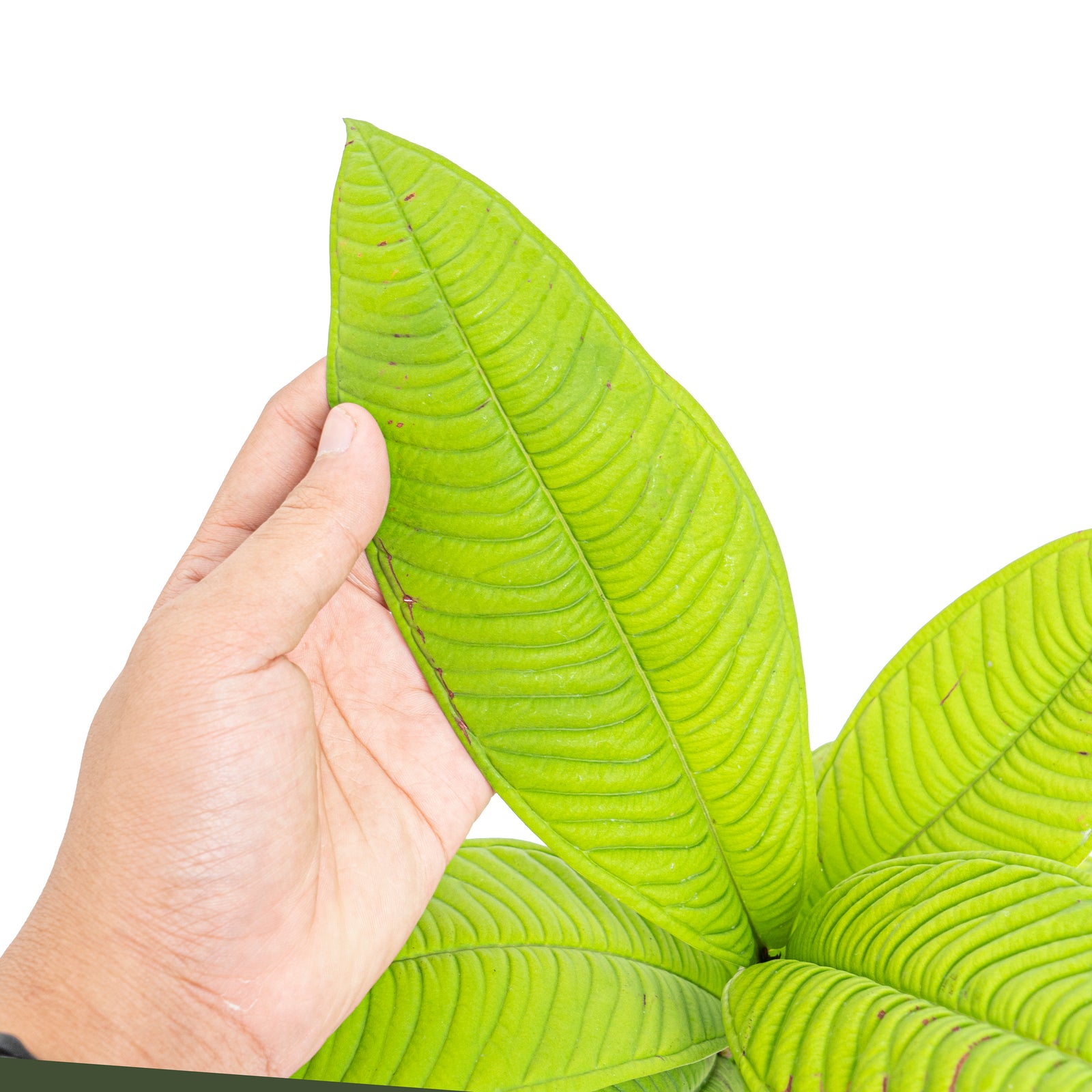 Q018 激レア種！Syzygium jiewhoei シジギウム イエウホエイ Syzygium jiewhoei - NSE Tropicals