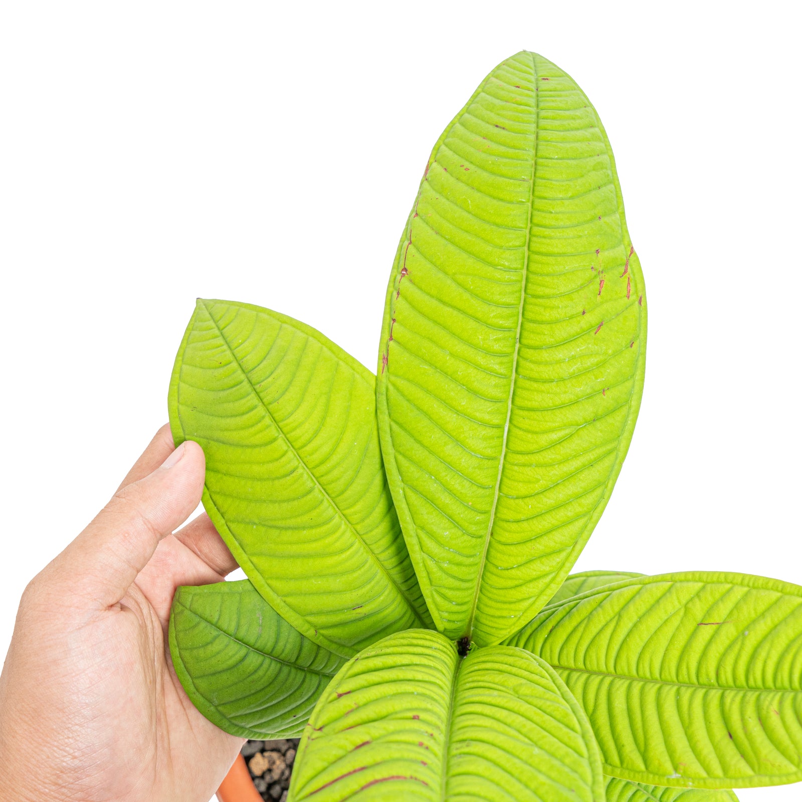 LHS2866_1600x.jpg?v=1691487446