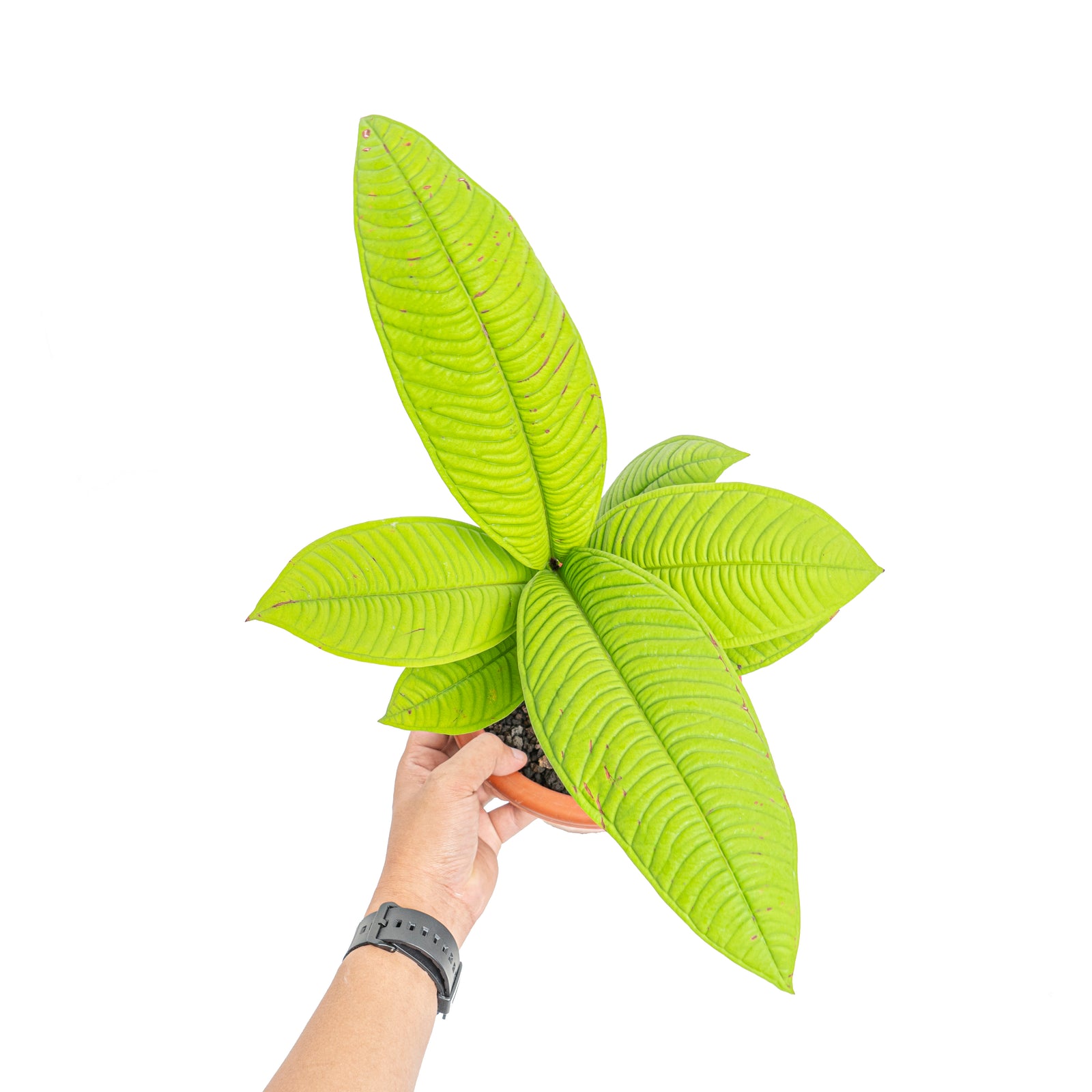 Q003激レア種！Syzygium jiewhoei シジギウム イエウホエイ Q003激レア種！Syzygium jiewhoei シジギウム イエウホエイ