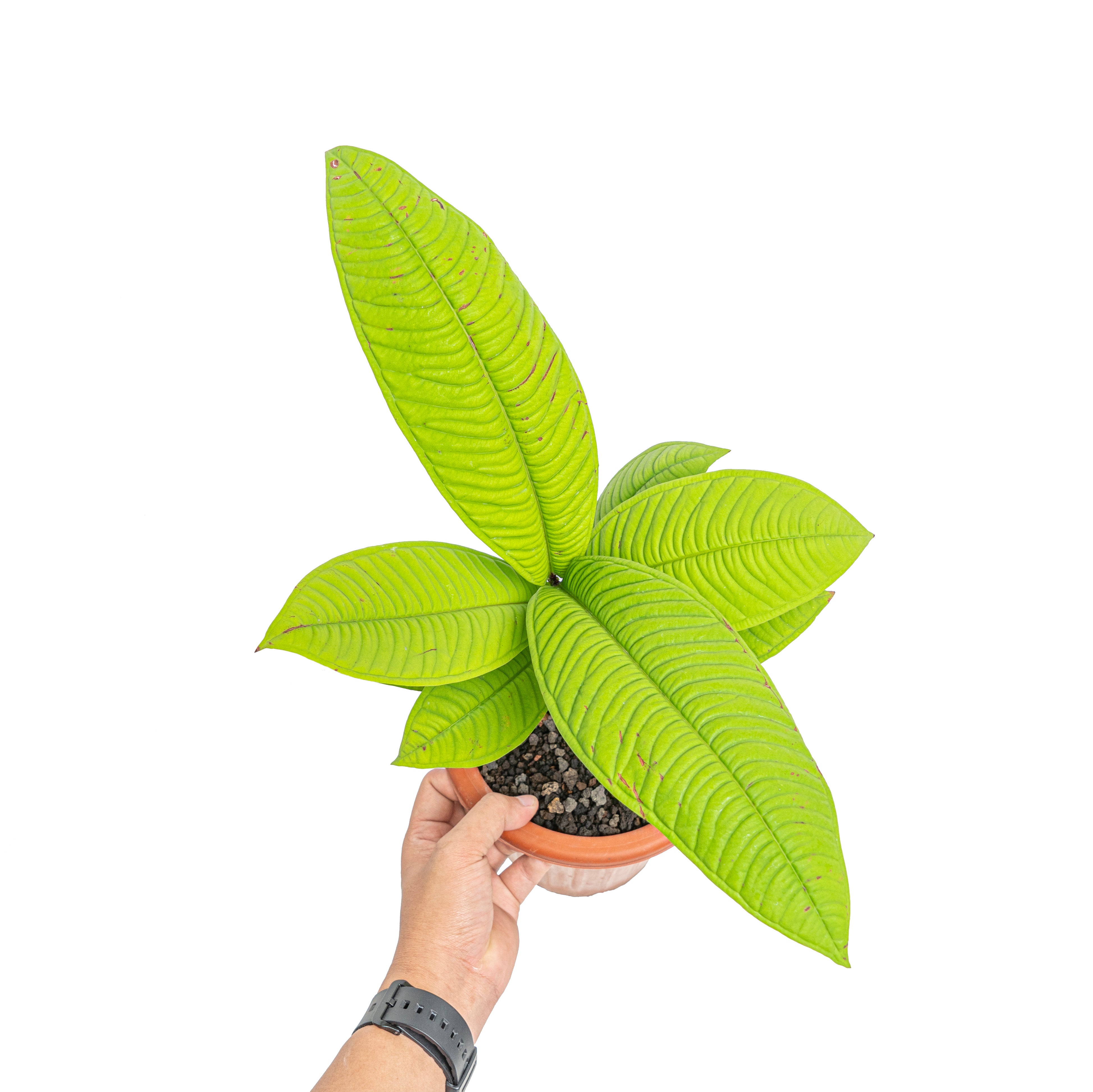 Q003激レア種！Syzygium jiewhoei シジギウム イエウホエイ Q003激レア種！Syzygium jiewhoei シジギウム イエウホエイ