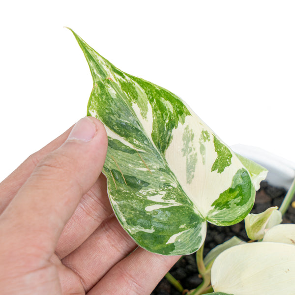 Philodendron hederaceum albo variegated