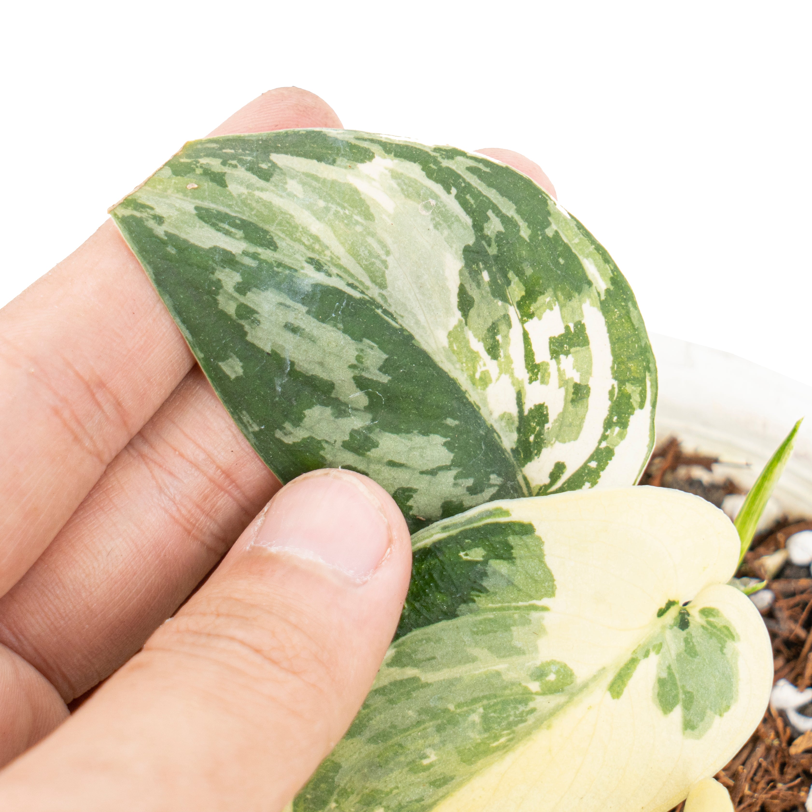 Scindapsus mayari variegated - Aroidmarket