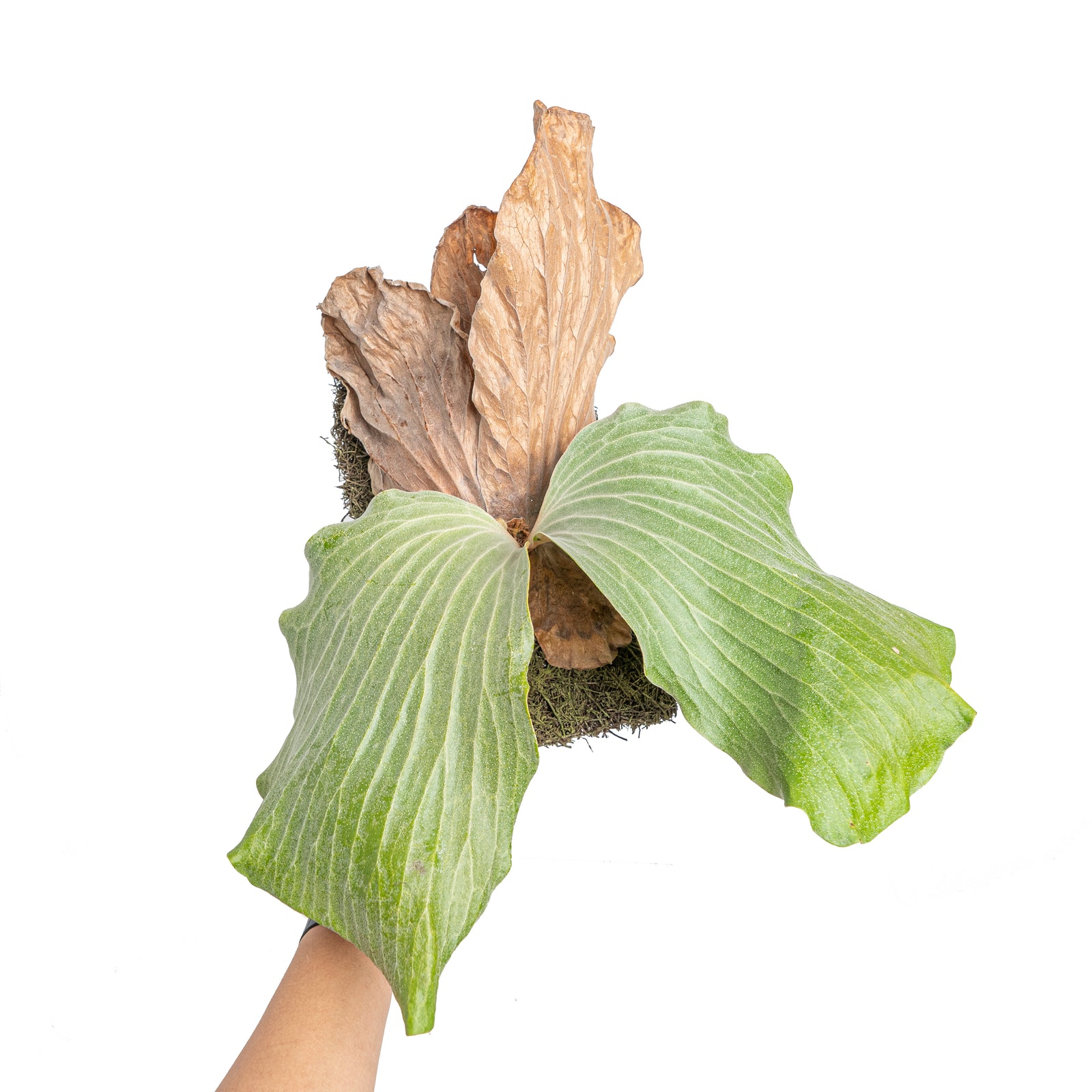 Platycerium elephantotis - Mature size – Aroid Market