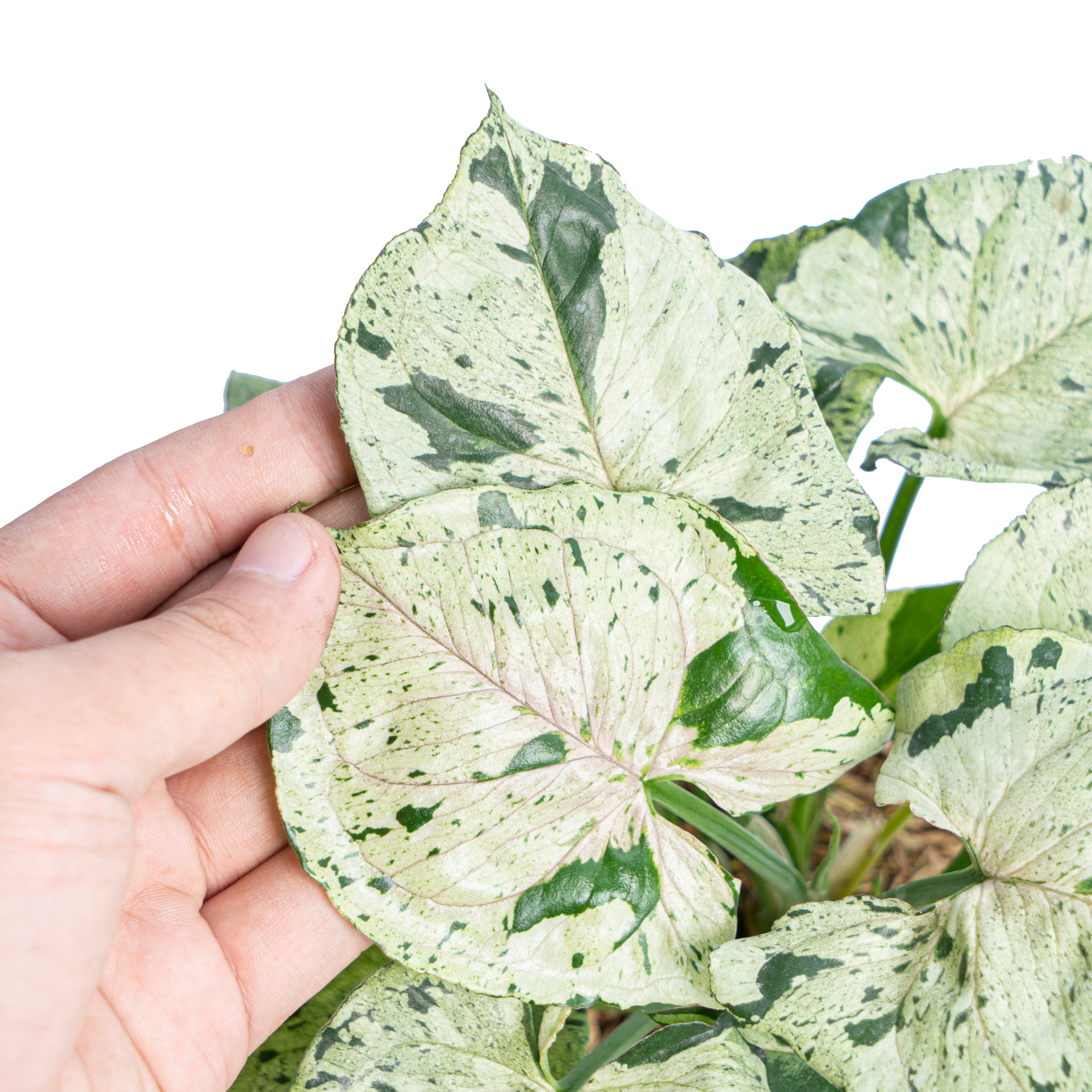 Syngonium green splash - Aroidmarket