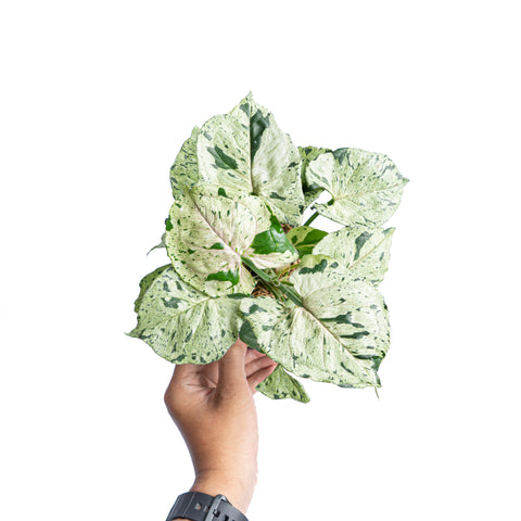 Syngonium Green Splash - Thumbnail 2