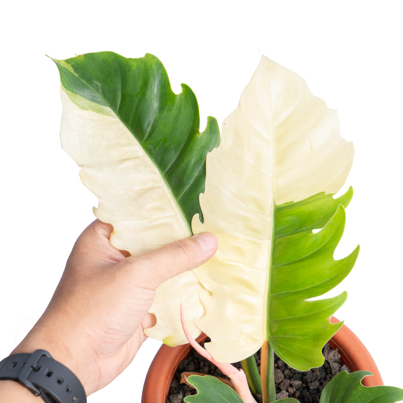 Philodendron green saw variegated - Aroidmarket