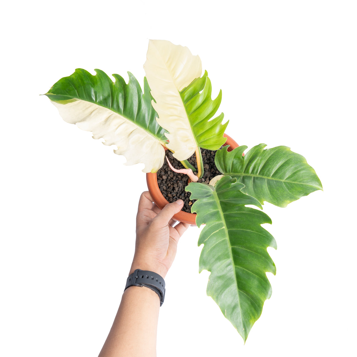 Philodendron green saw variegated
