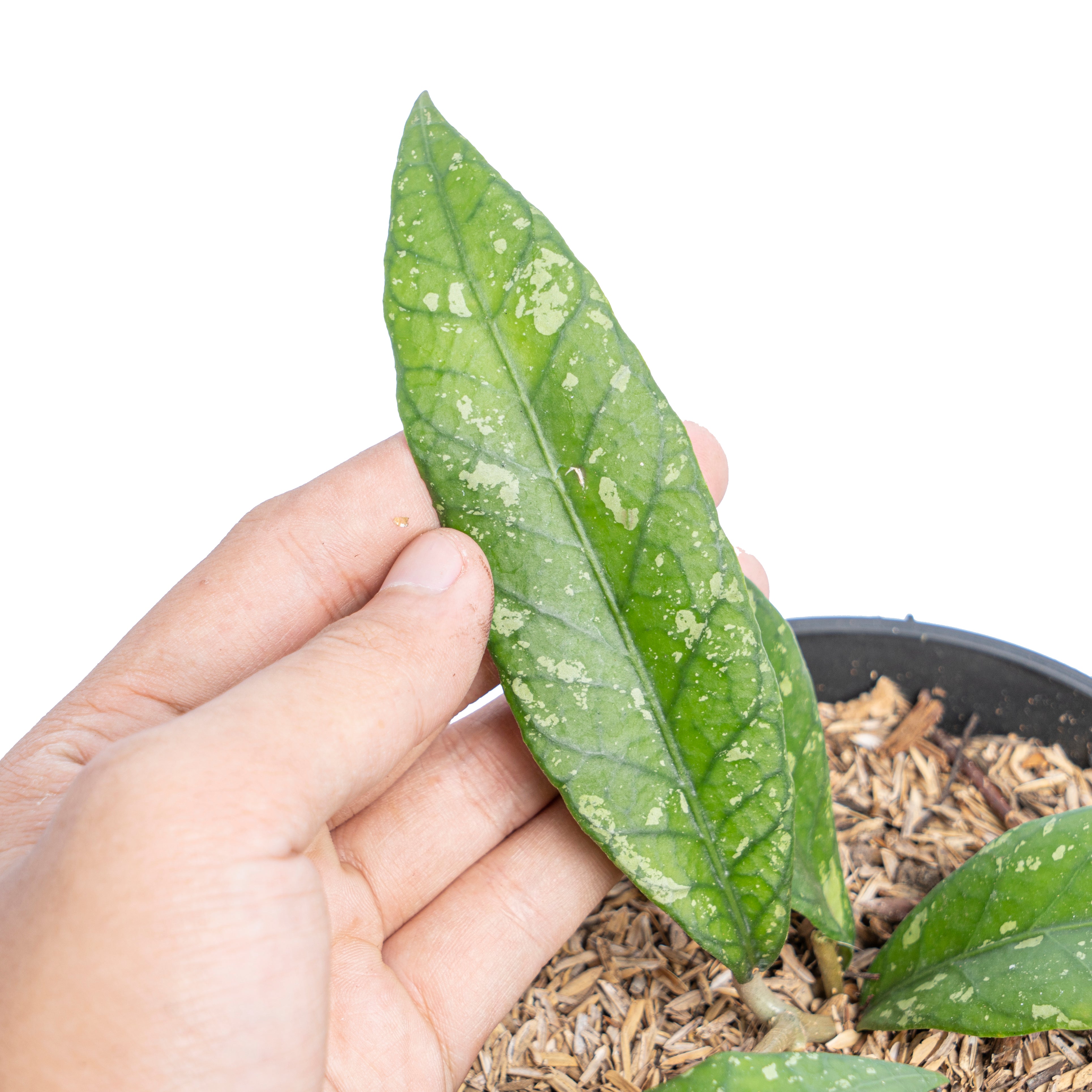 Hoya Sp Aceh splash - Aroidmarket