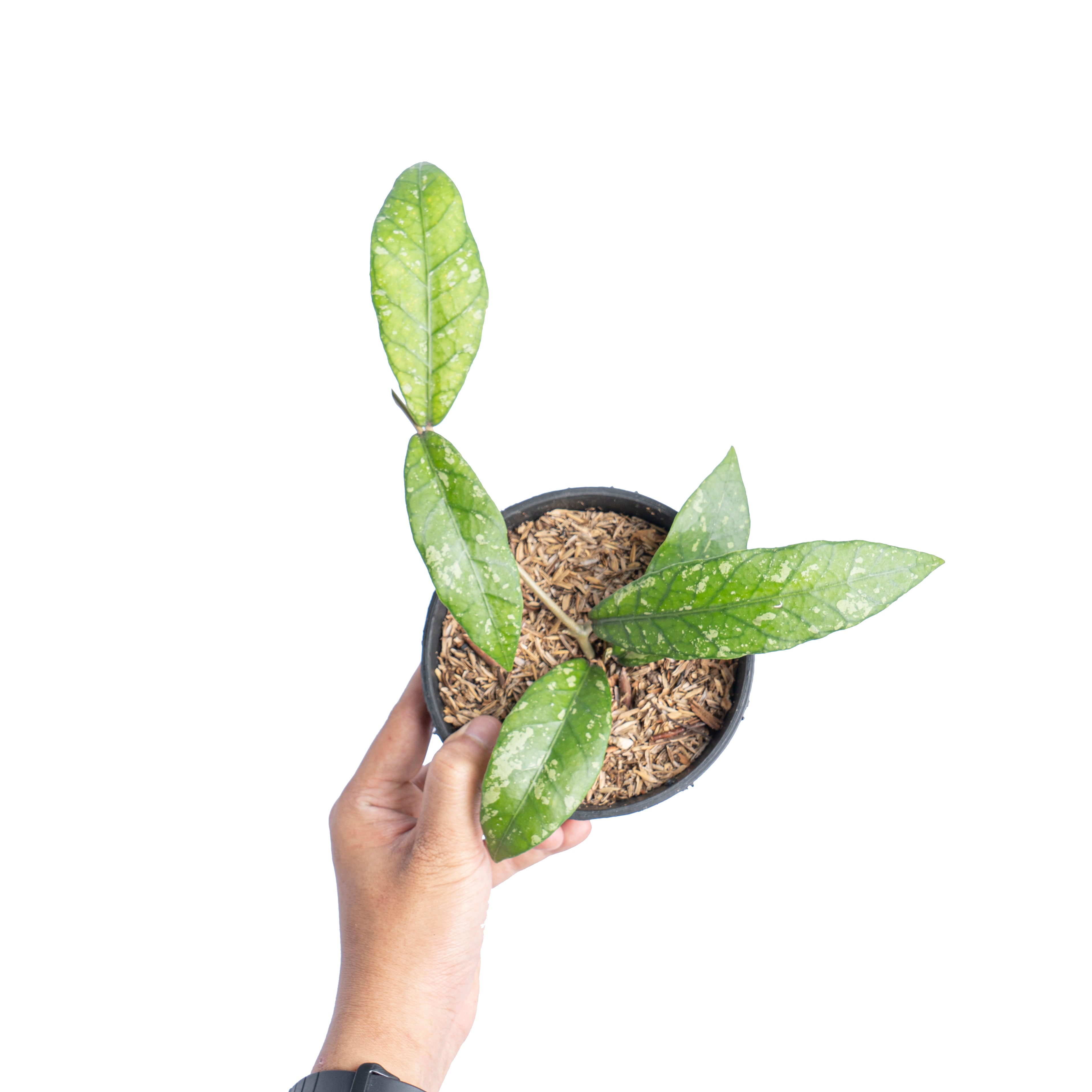 Hoya Sp Aceh splash - Aroidmarket