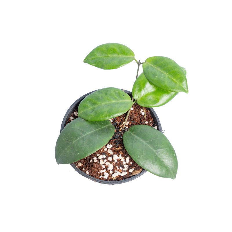 Hoya piestolepis - Aroidmarket