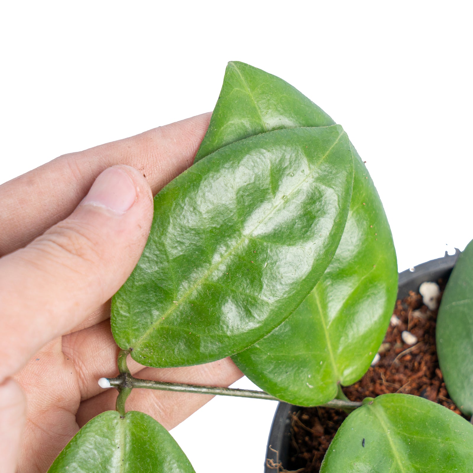 その他観葉植物 HOYA piestolepis Hoya piestolepis – Unsolicited Plant Talks