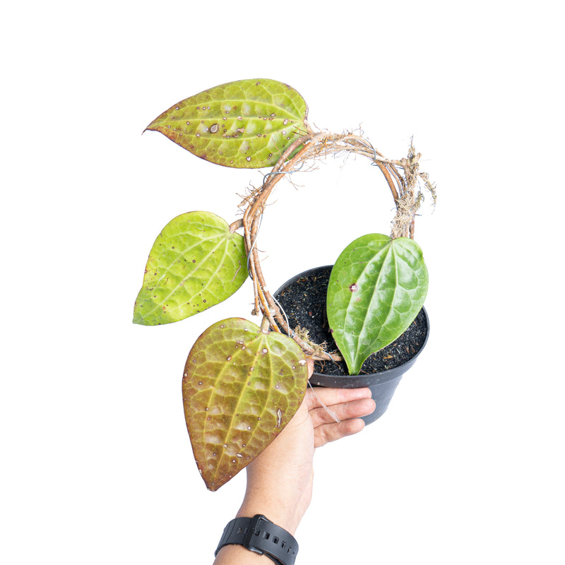 Hoya glabra Sp sumatera - Aroidmarket
