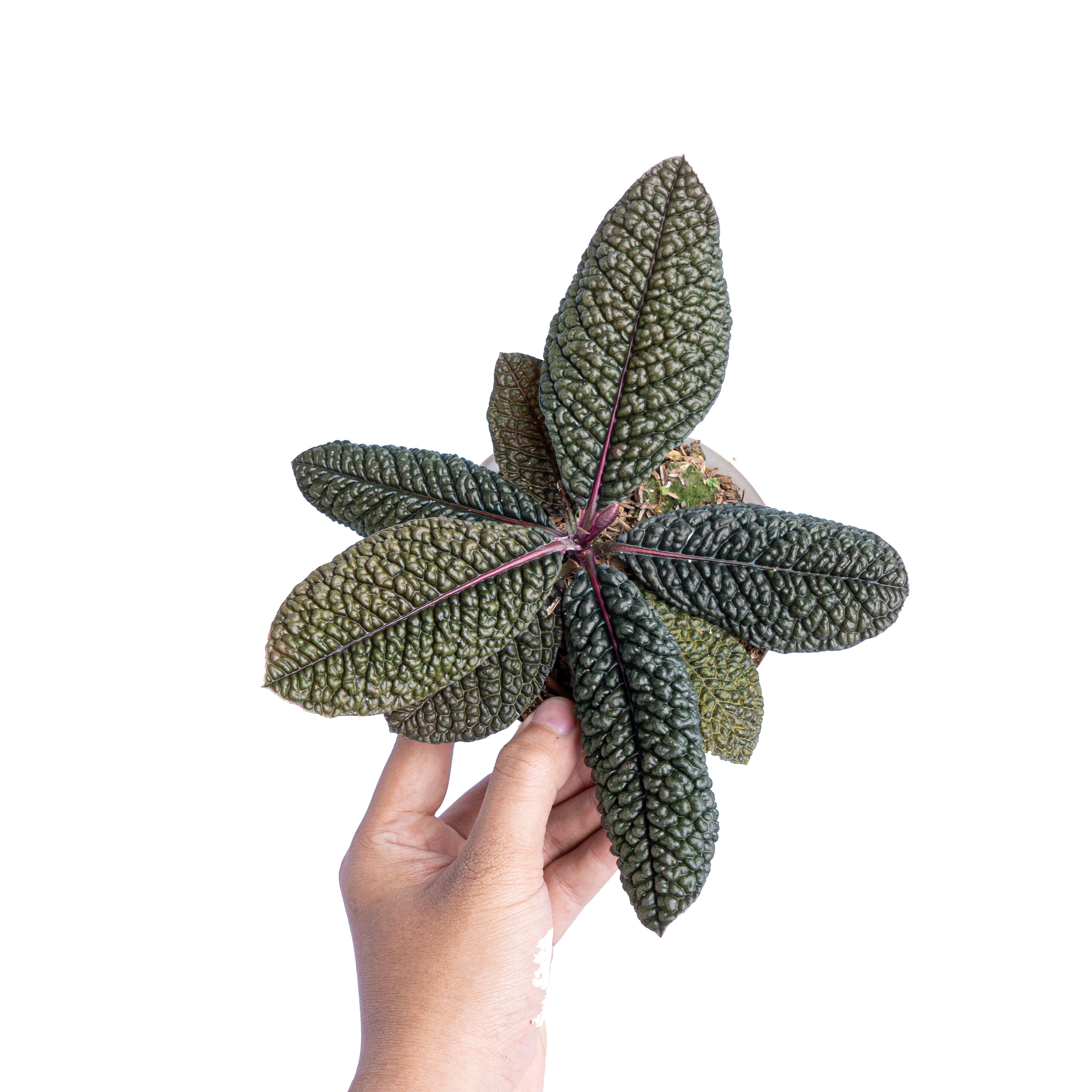 Labisia Sp dino skin