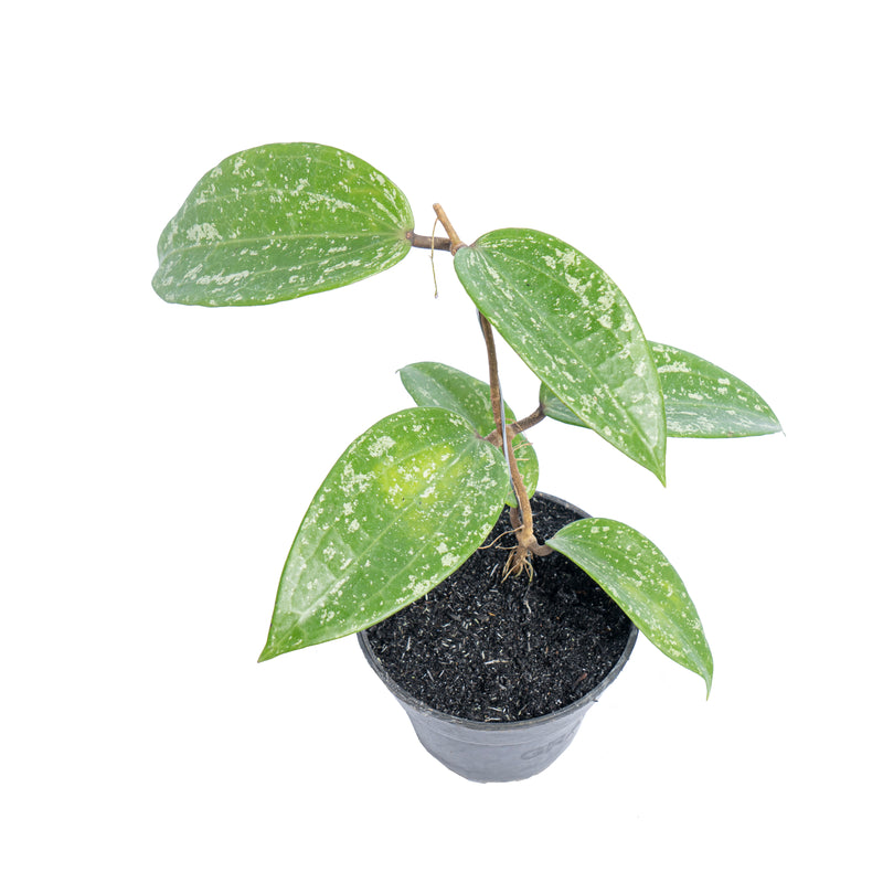 Hoya macrophylla splash - Aroidmarket