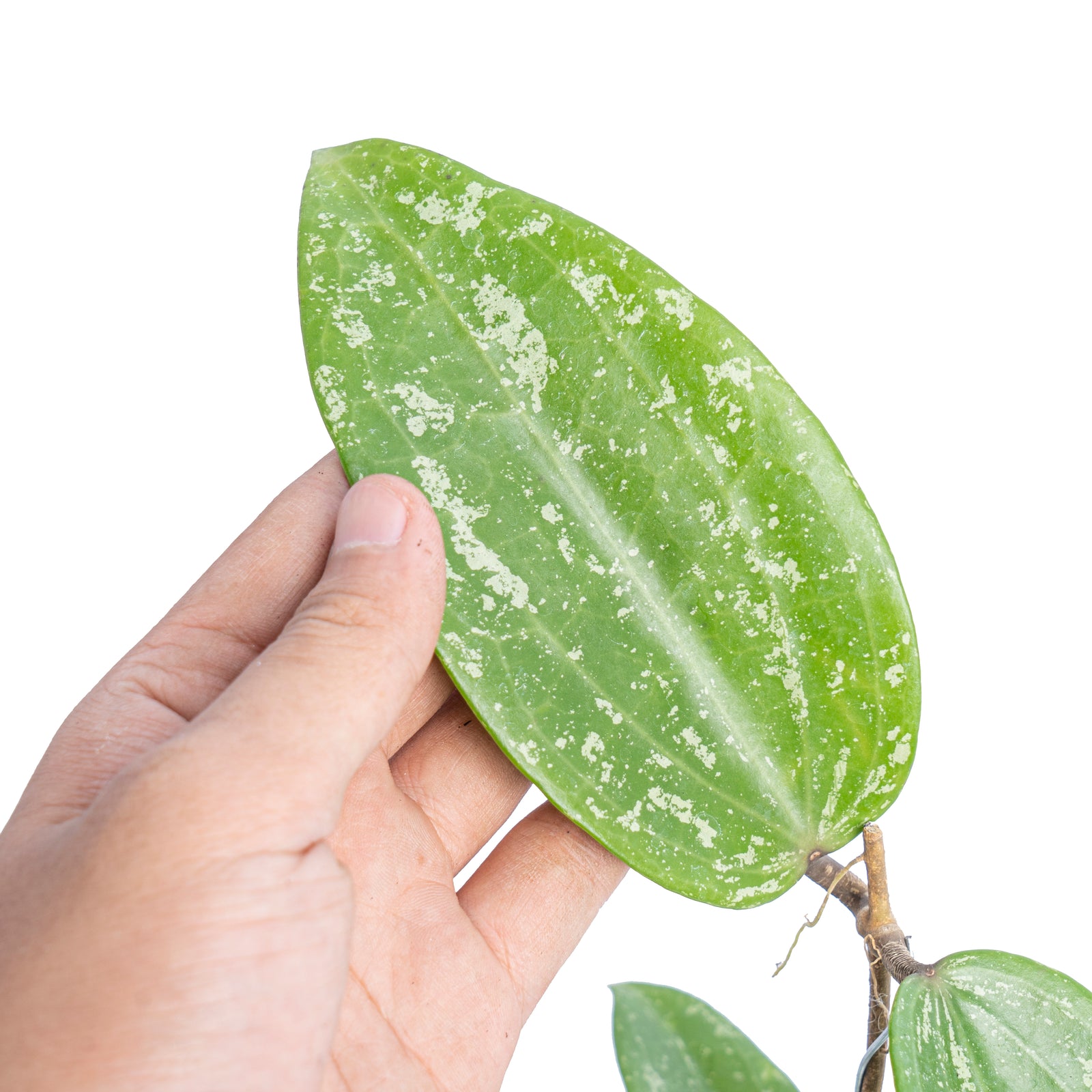 Hoya macrophylla splash – Aroid Market