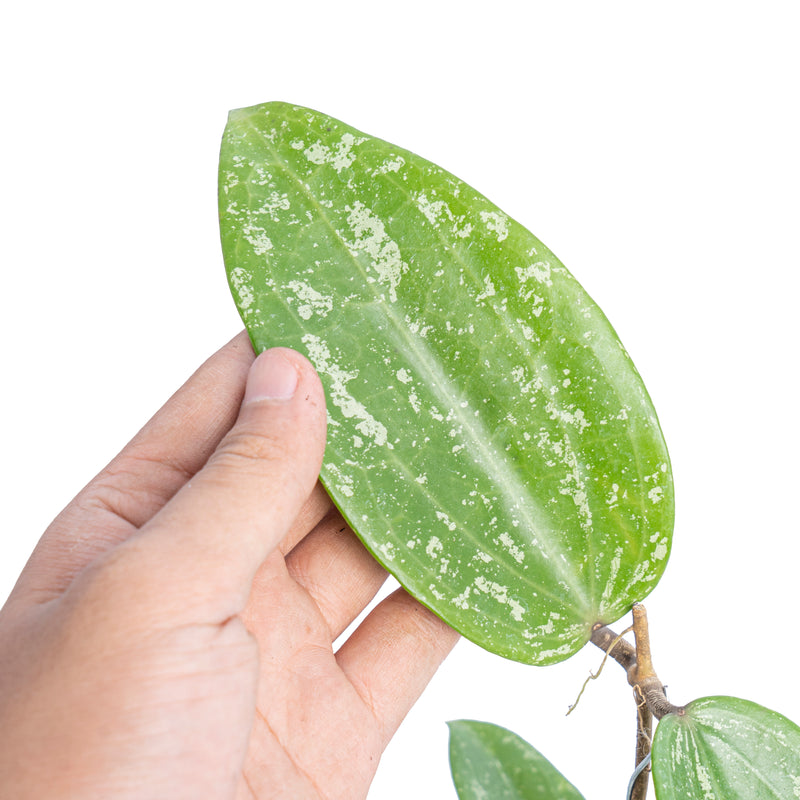Hoya macrophylla splash - Aroidmarket
