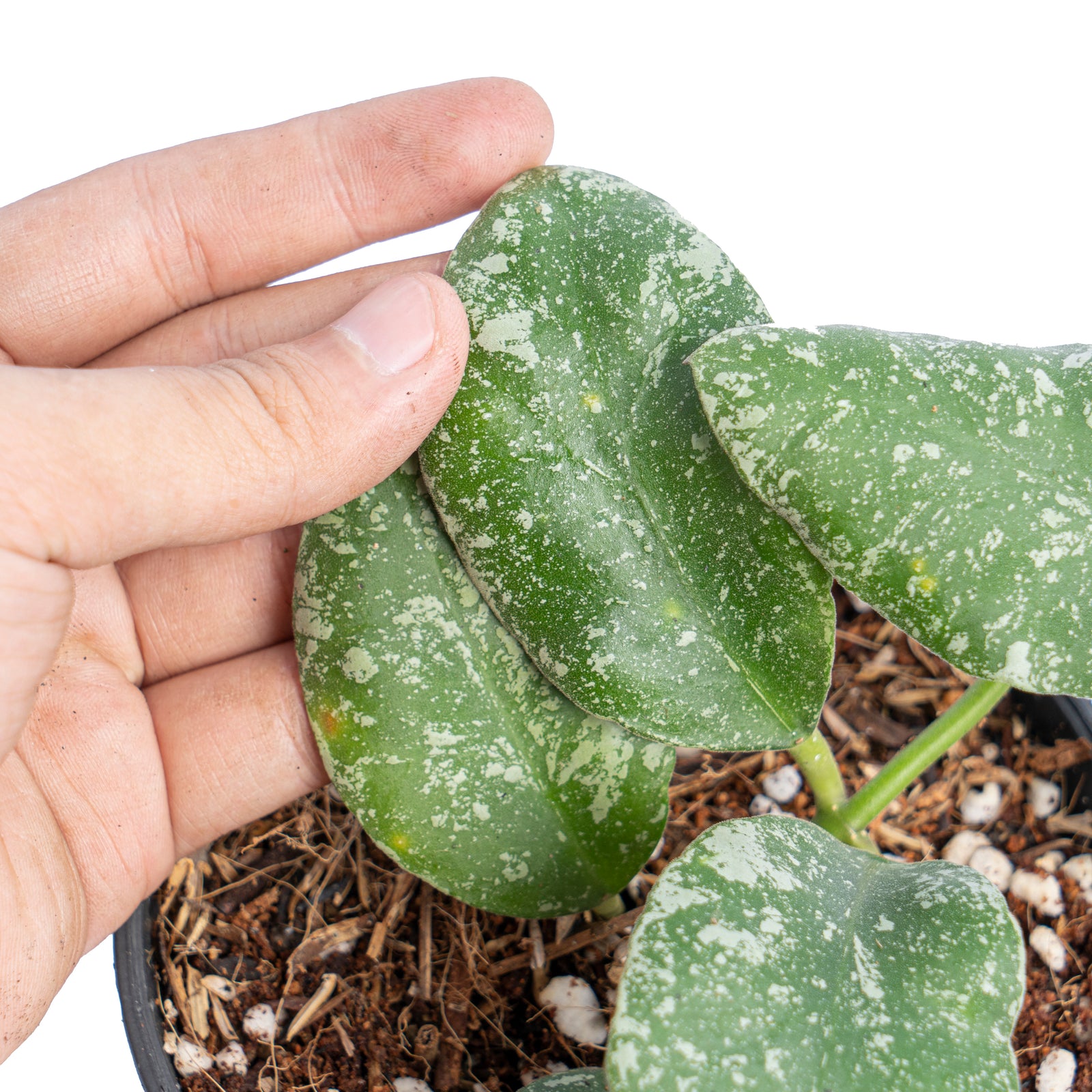 Hoya waymaniae splash – Aroid Market Hoya waymaniae splash – Aroid Market