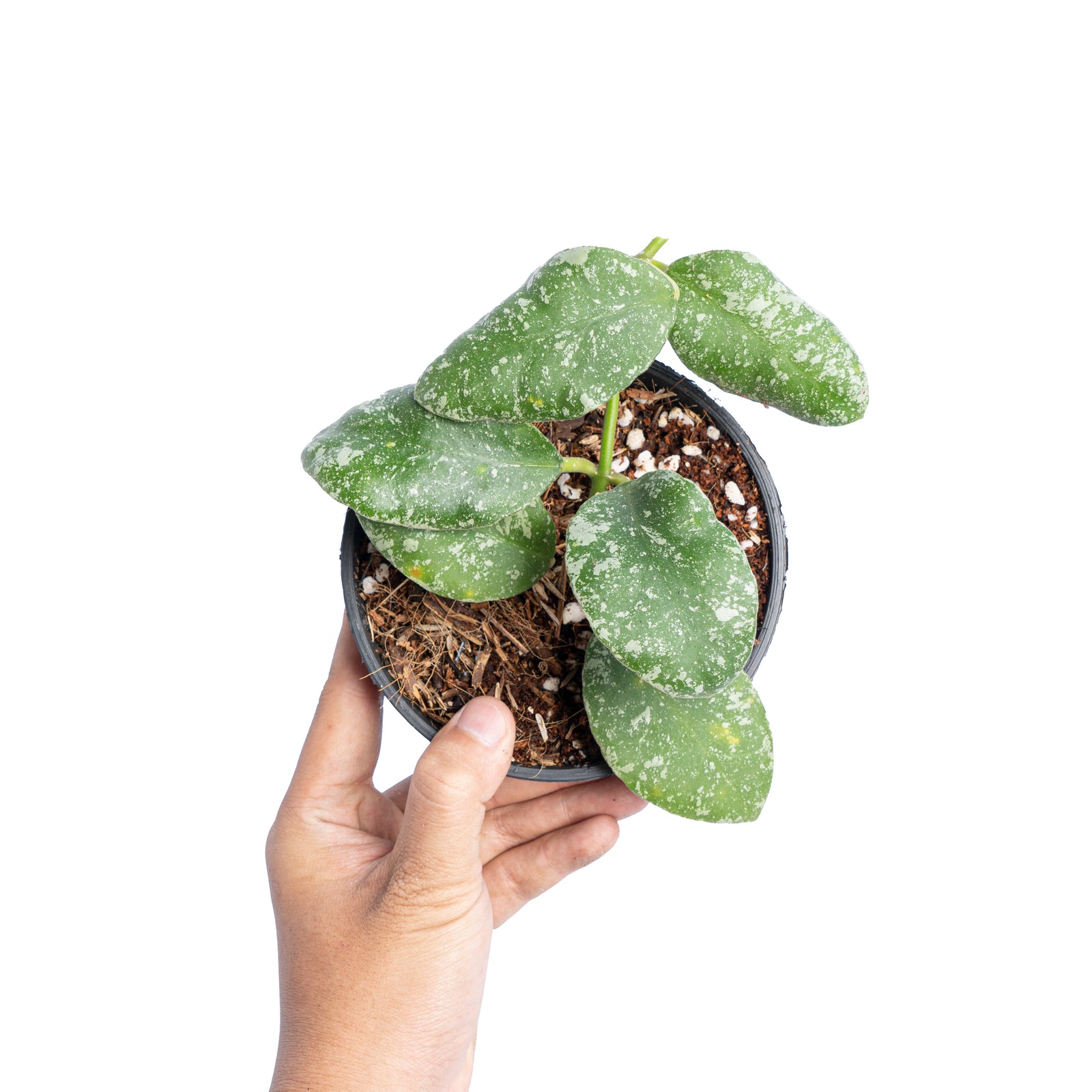 Hoya waymaniae splash – Aroid Market Hoya waymaniae splash – Aroid Market