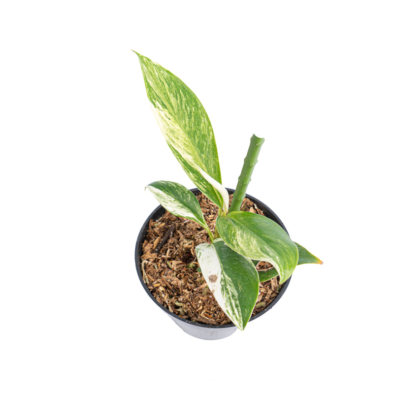 Rhaphidophora elliptifolia variegated - Aroidmarket