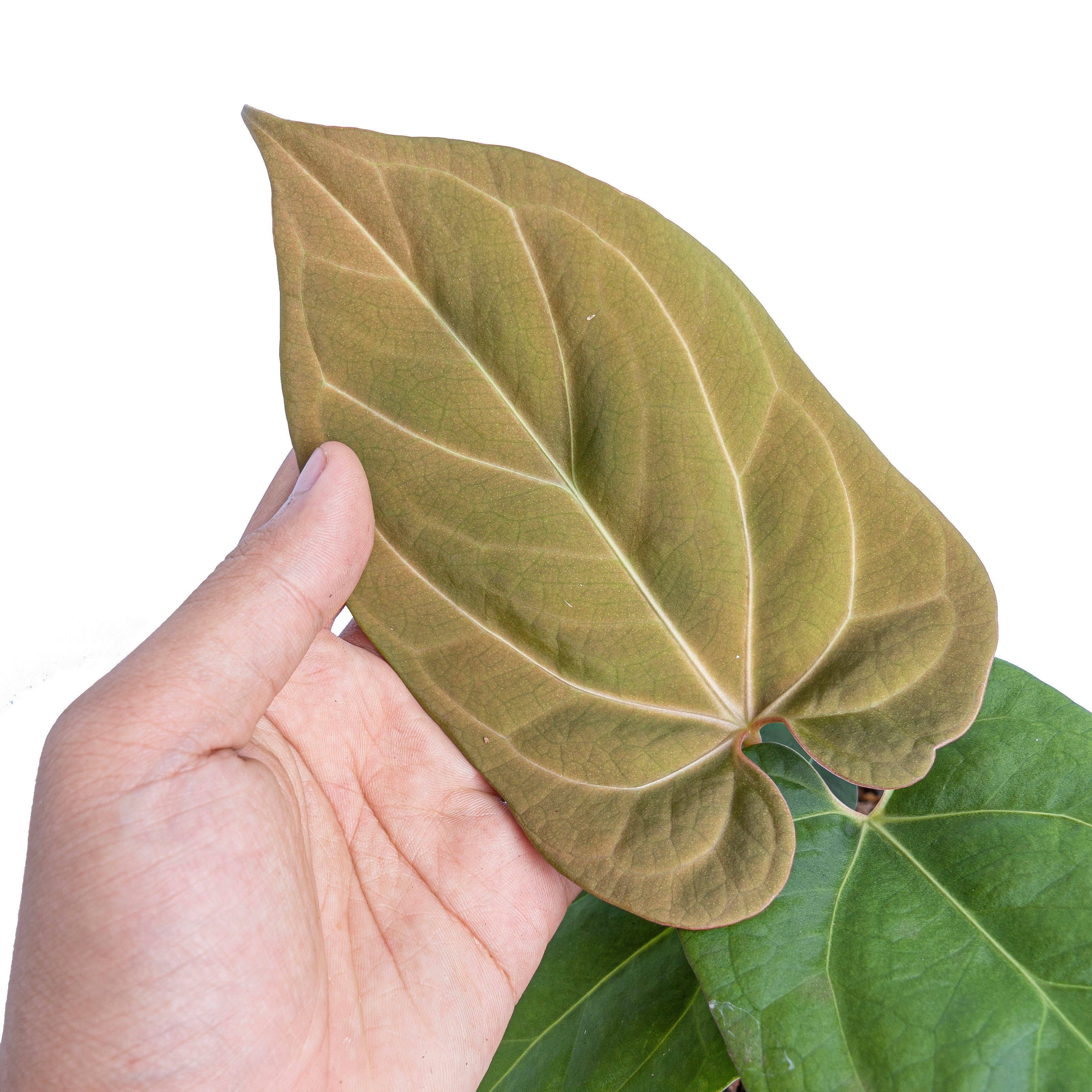 Anthurium king of spades x papillilaminum