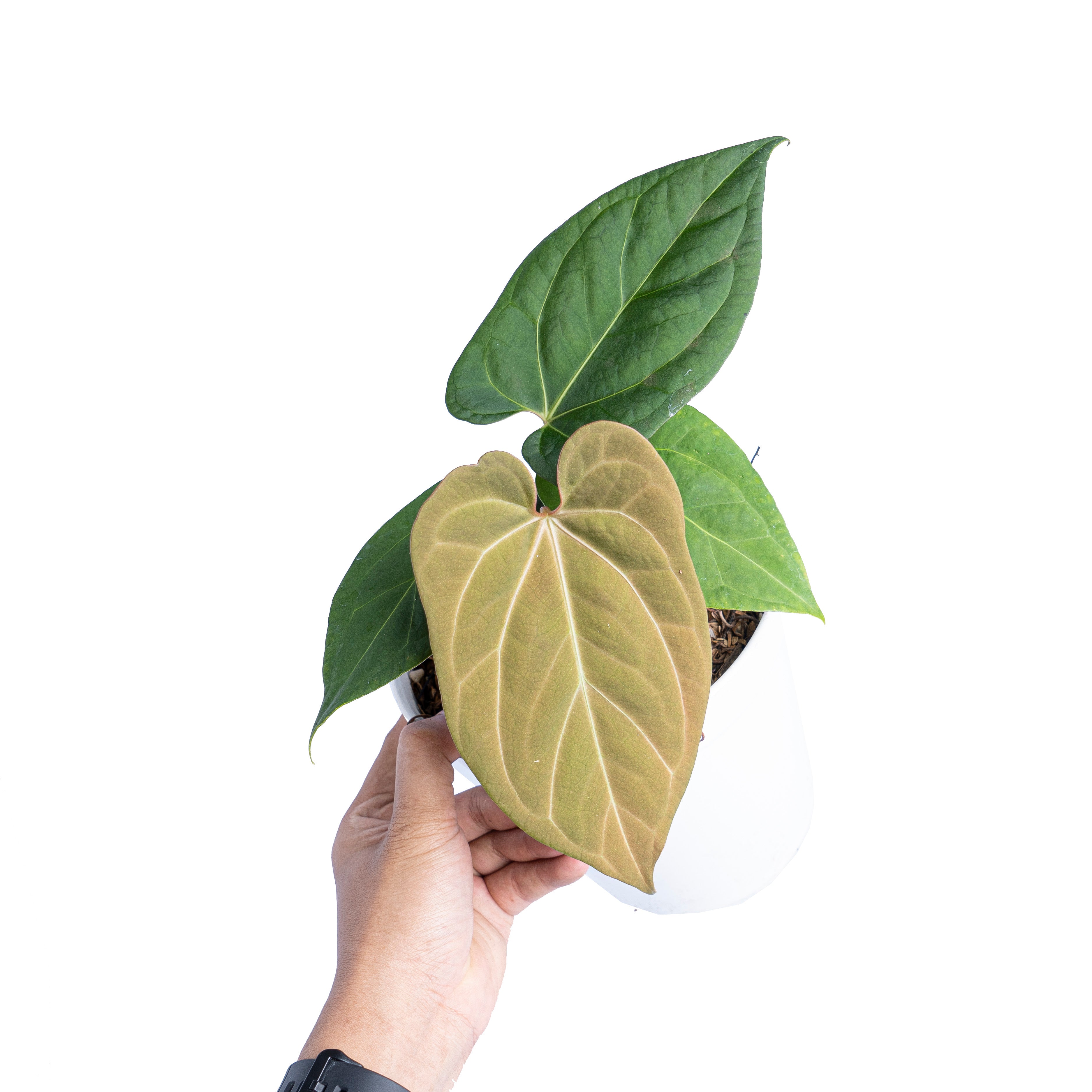 Anthurium king of spades x papillilaminum