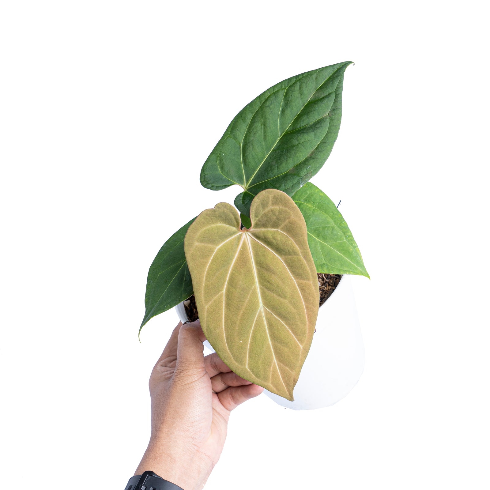 Anthurium 'Ace of Spades' x papillilaminum 'Fort Sherman' #5731E