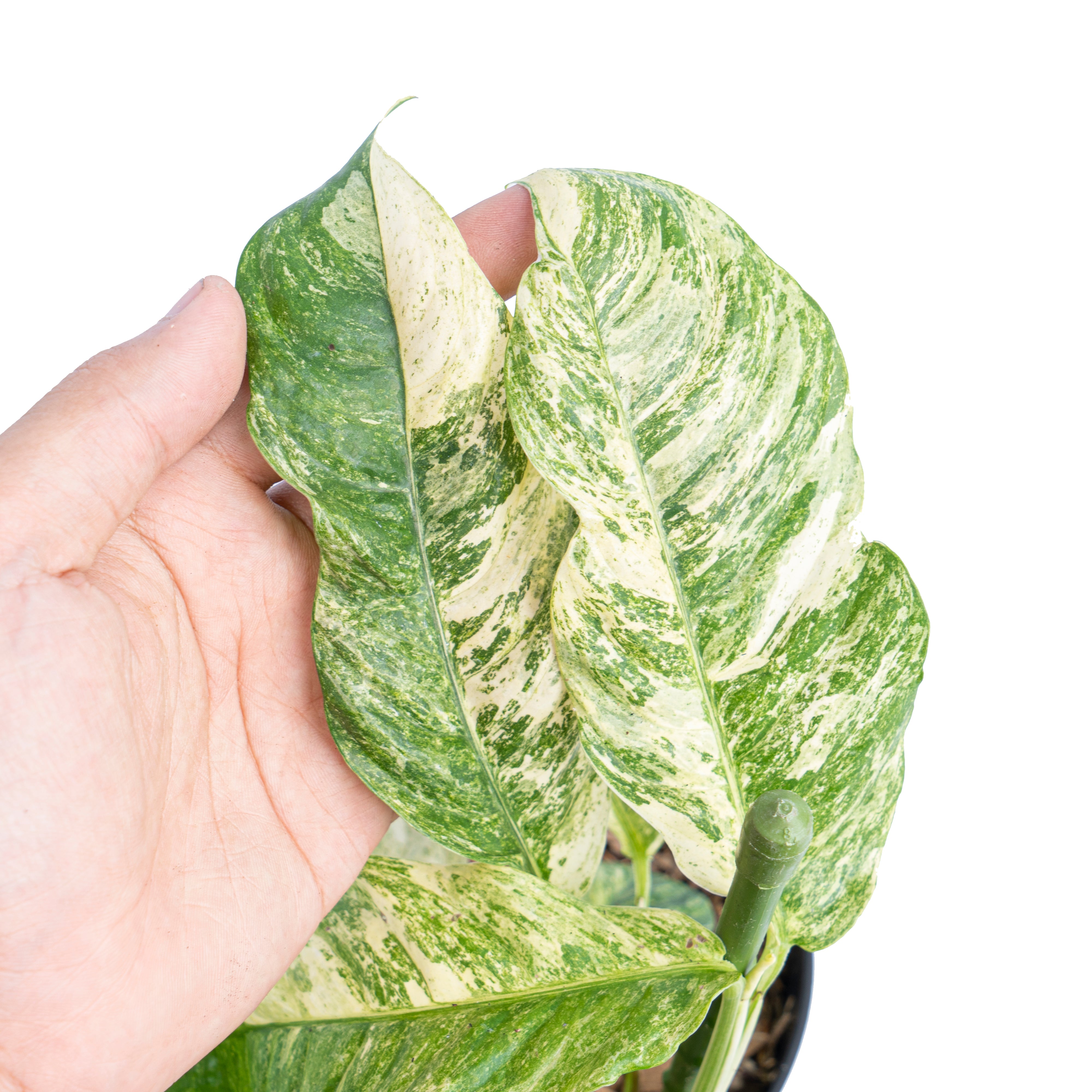 Rhaphidophora puberula variegated - Aroidmarket