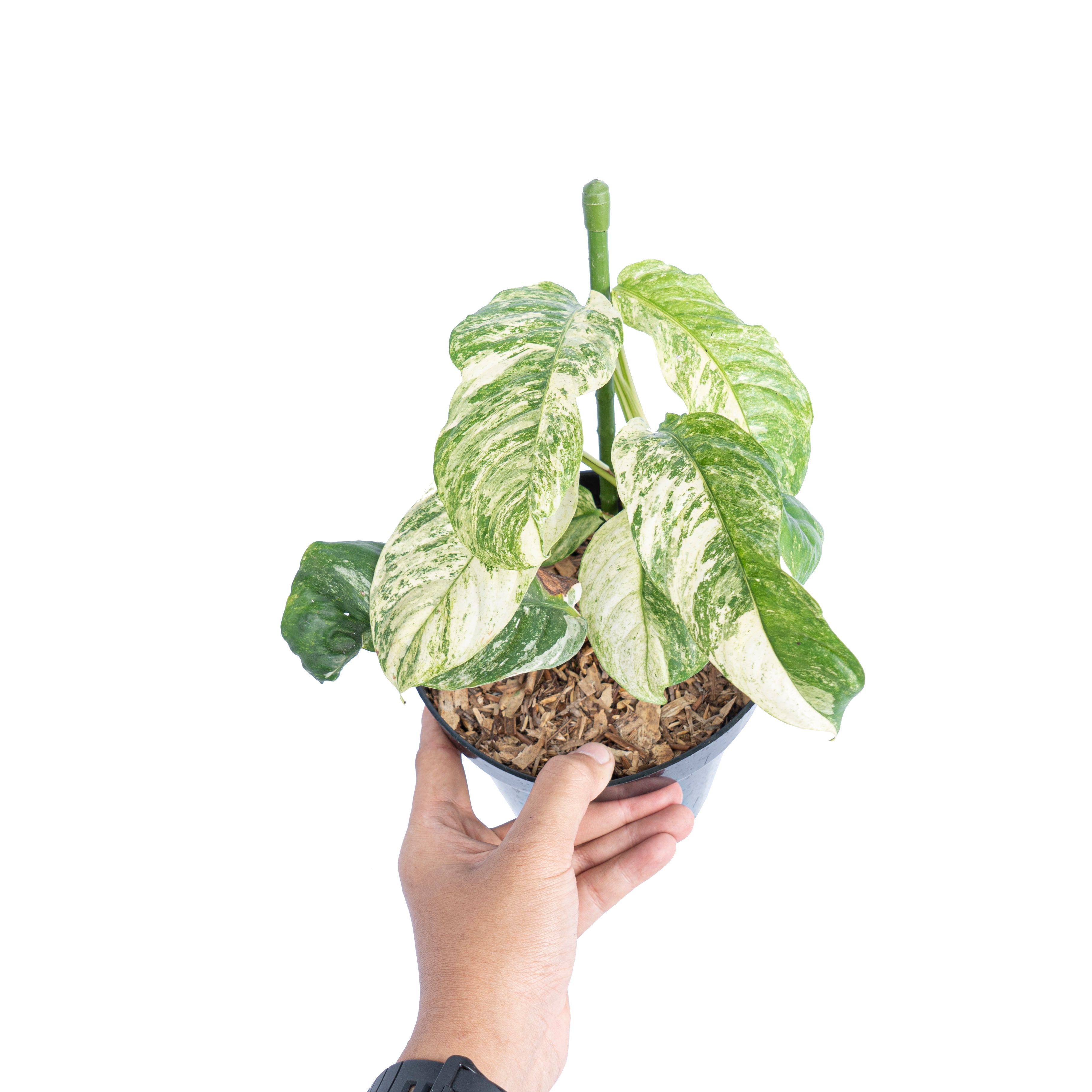 Rhaphidophora puberula variegated - Aroidmarket