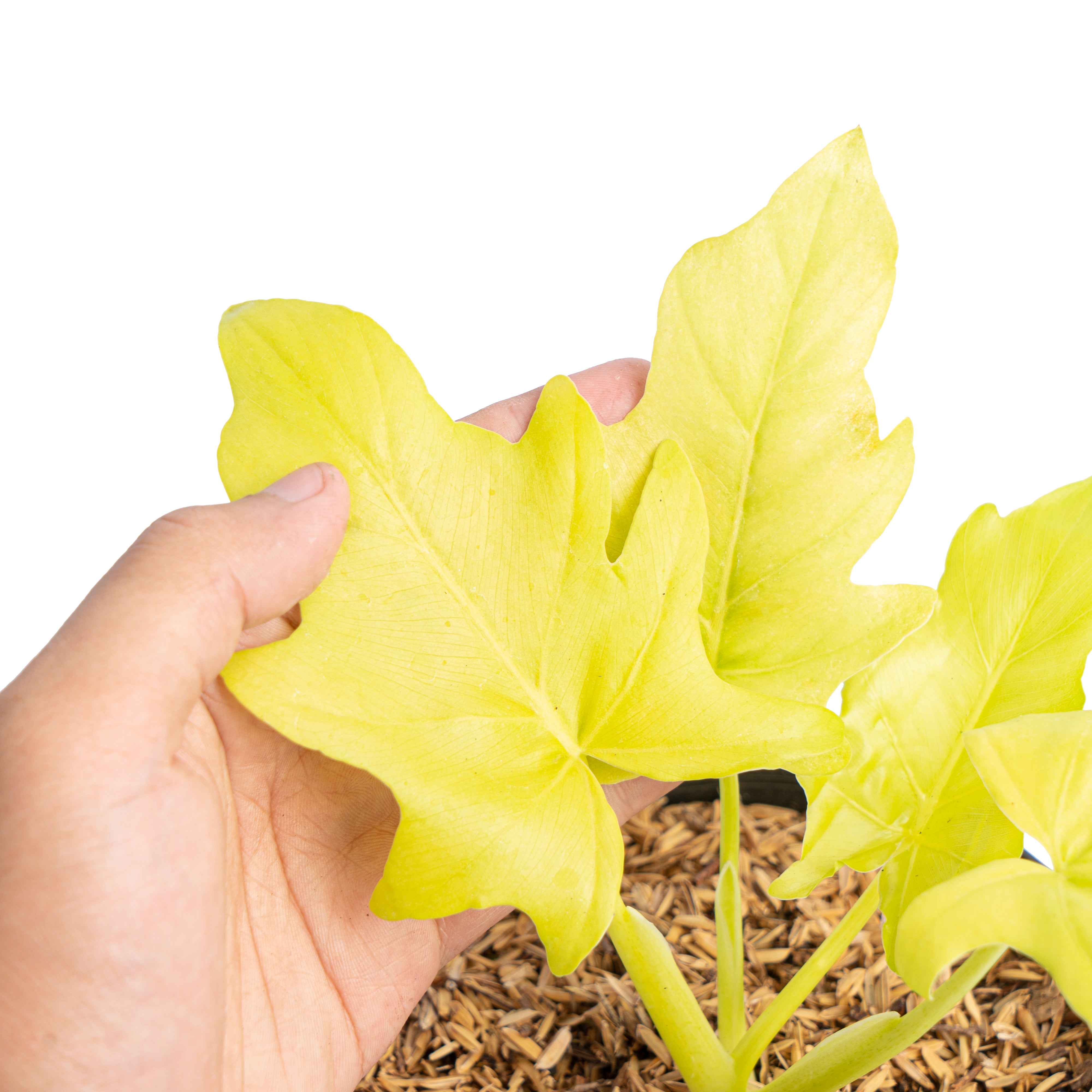 Philodendron warscewiczii aurea flavum