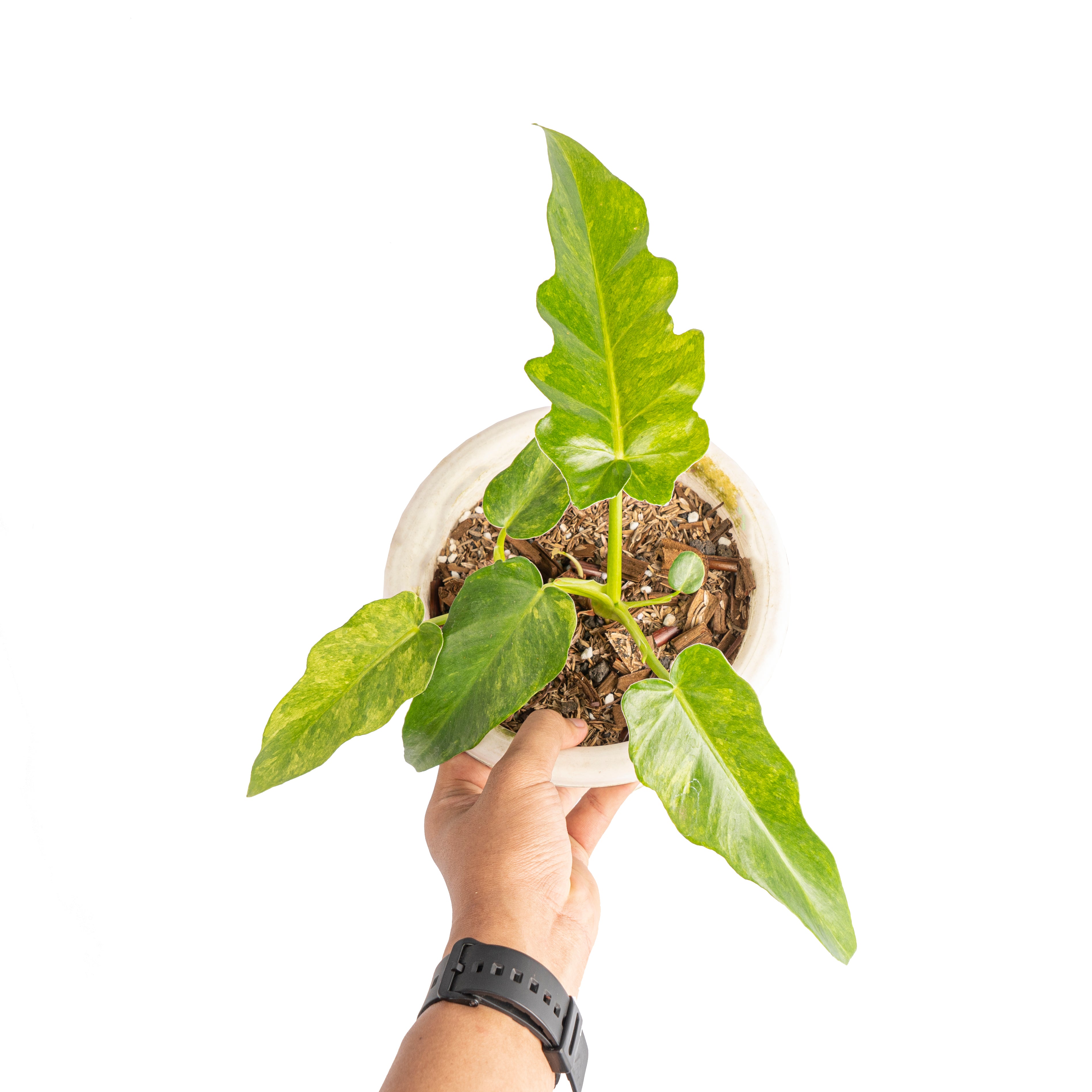 Philodendron bob cee variegated