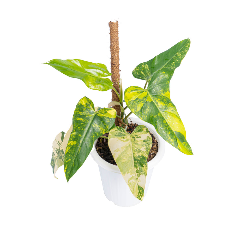 Philodendron domesticum variegated - Aroidmarket