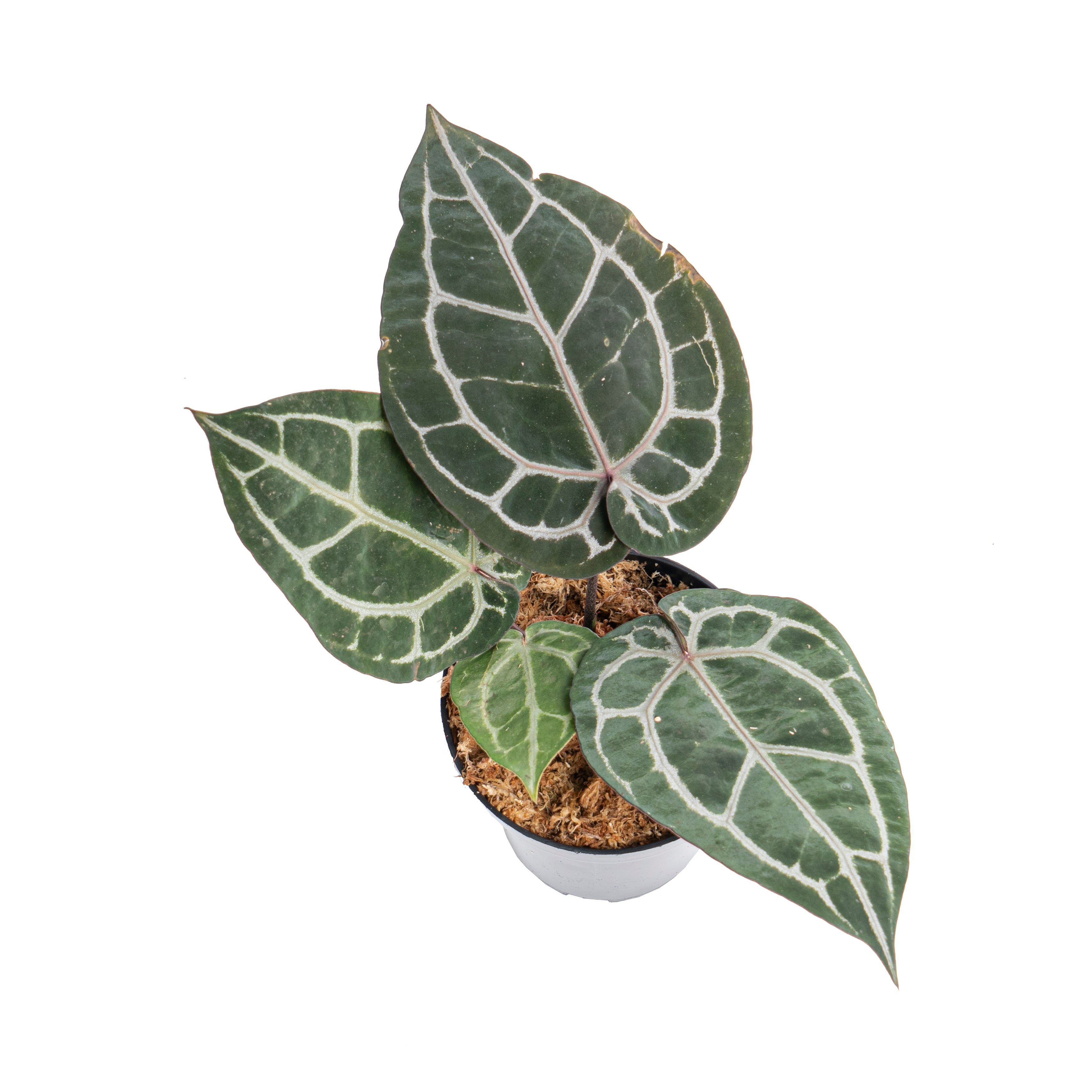 Anthurium ‘Michelle’ (Doc Block)