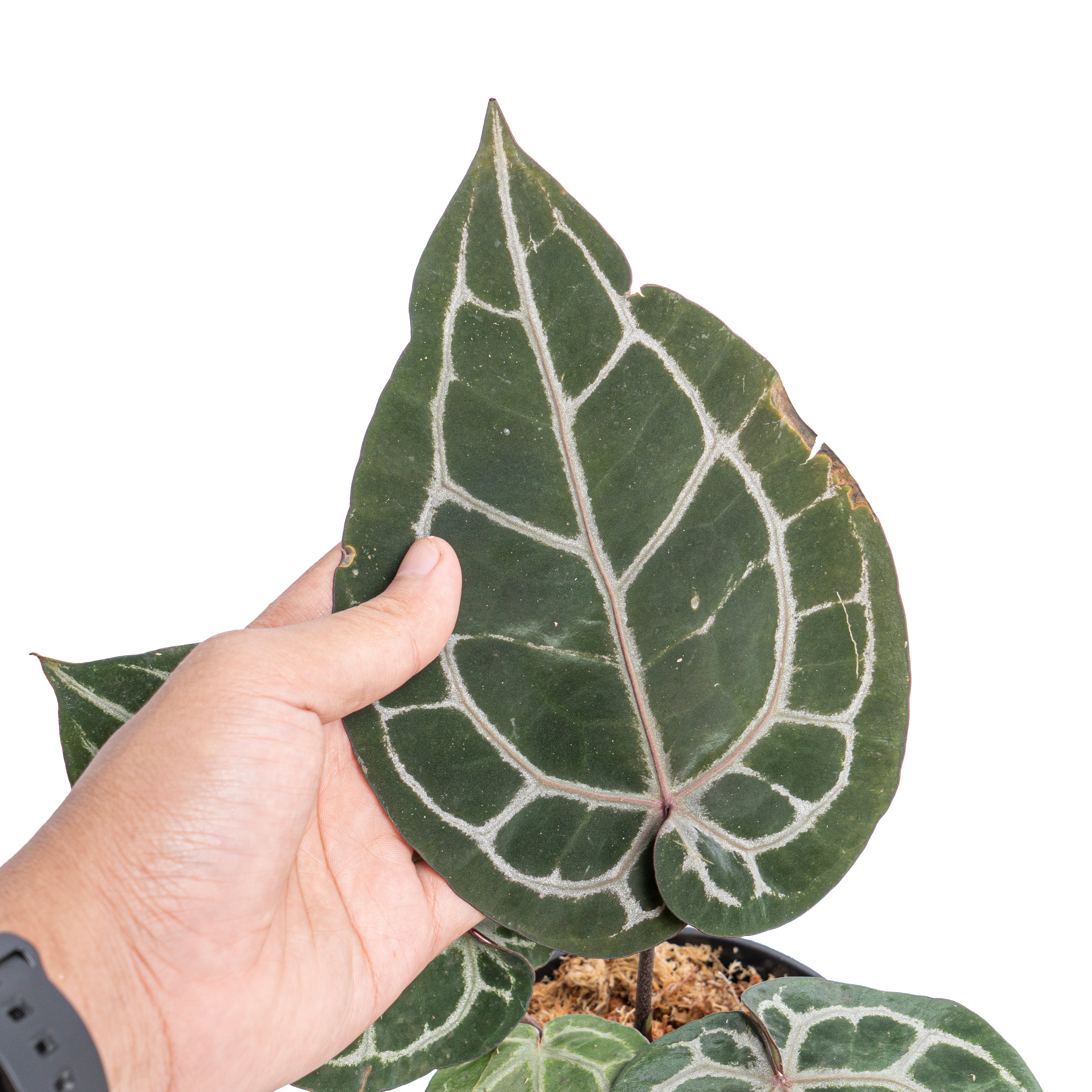 Anthurium ‘Michelle’ (Doc Block)