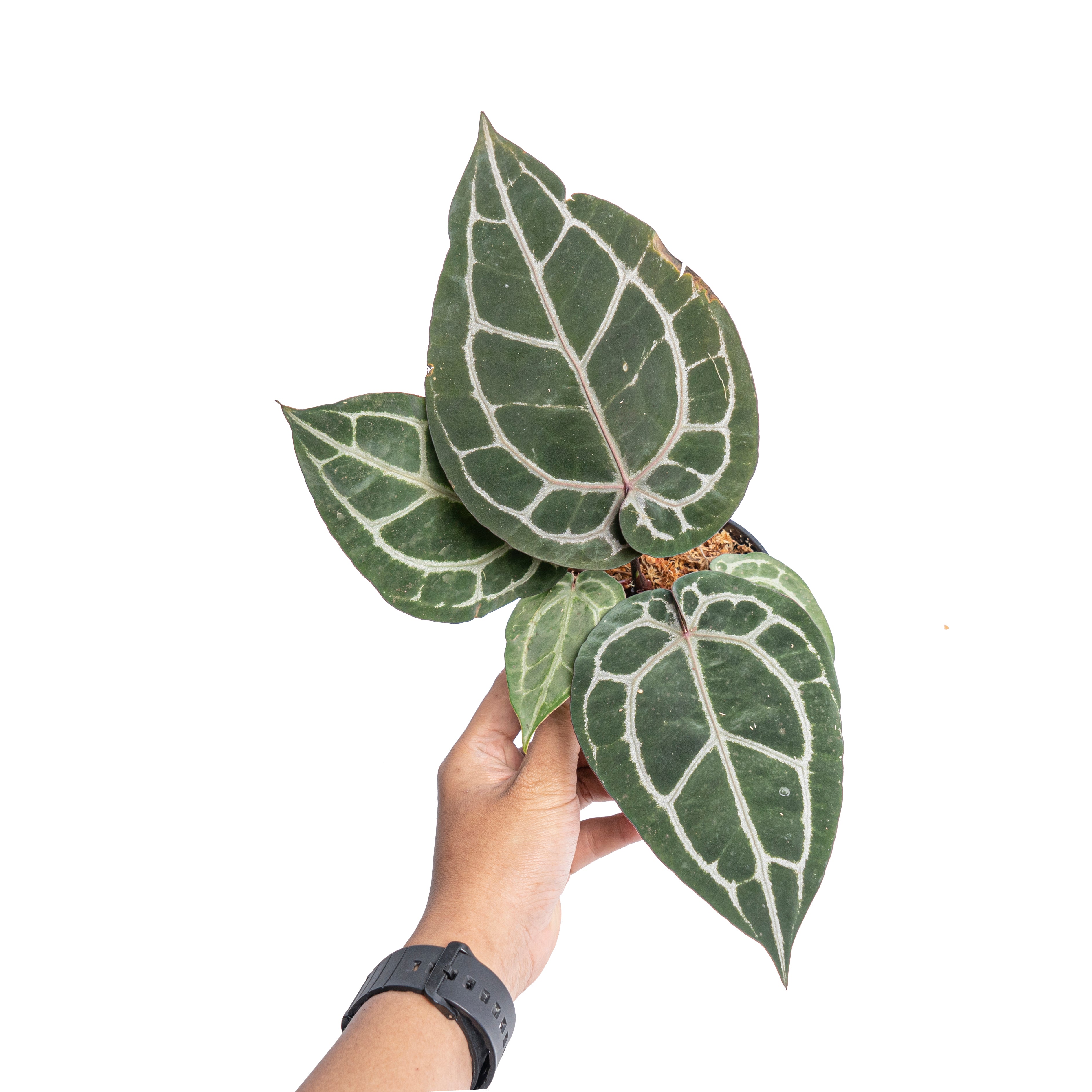 Anthurium 'Michelle' (Doc Block)